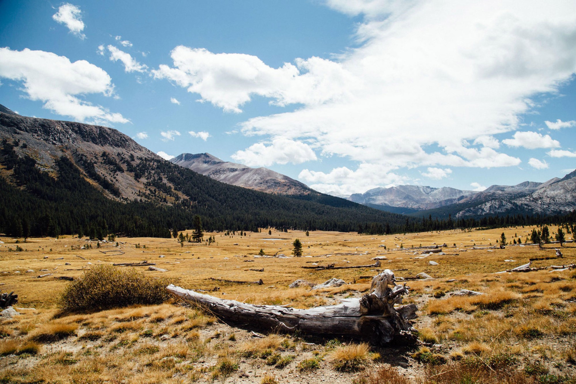 a landscape shot of a fallen tree