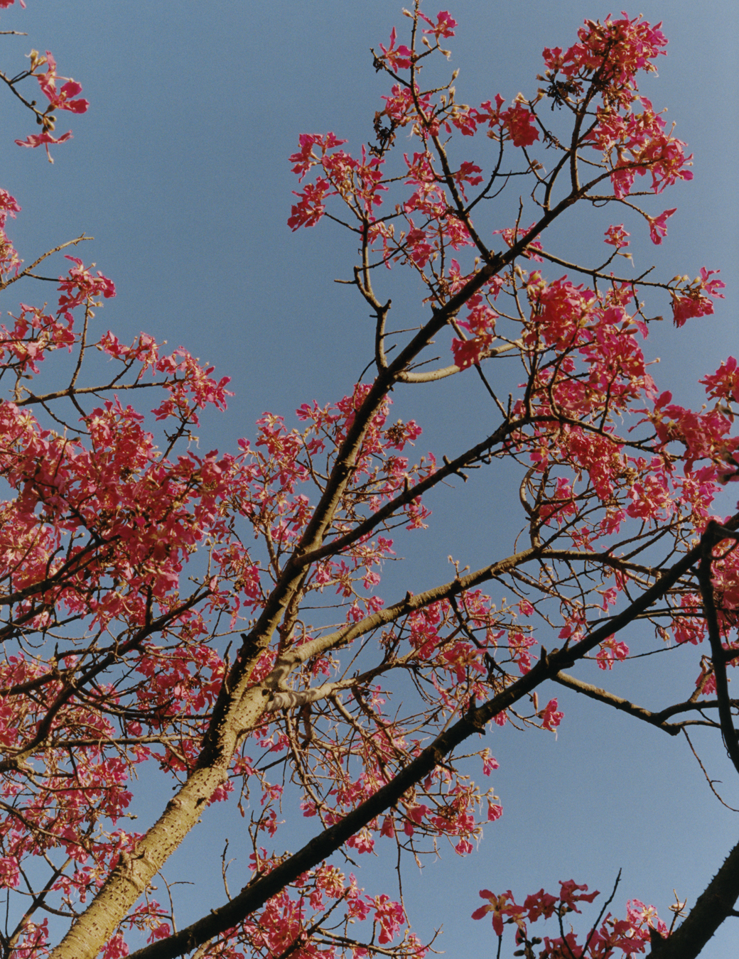 Picture of pink blossoms.