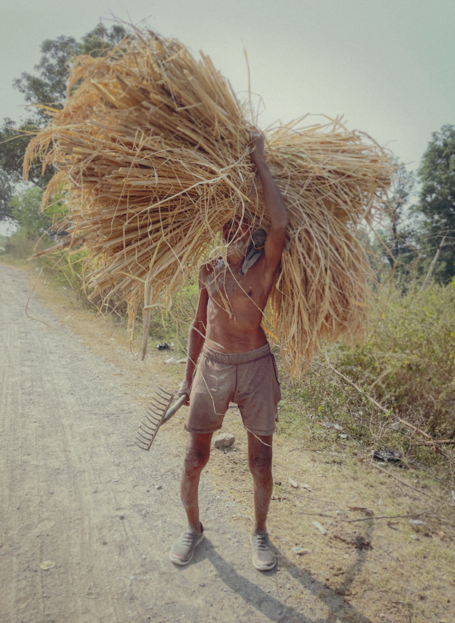 A man in shorts and trainers carrying heigh on his head and holding a gardening rake.