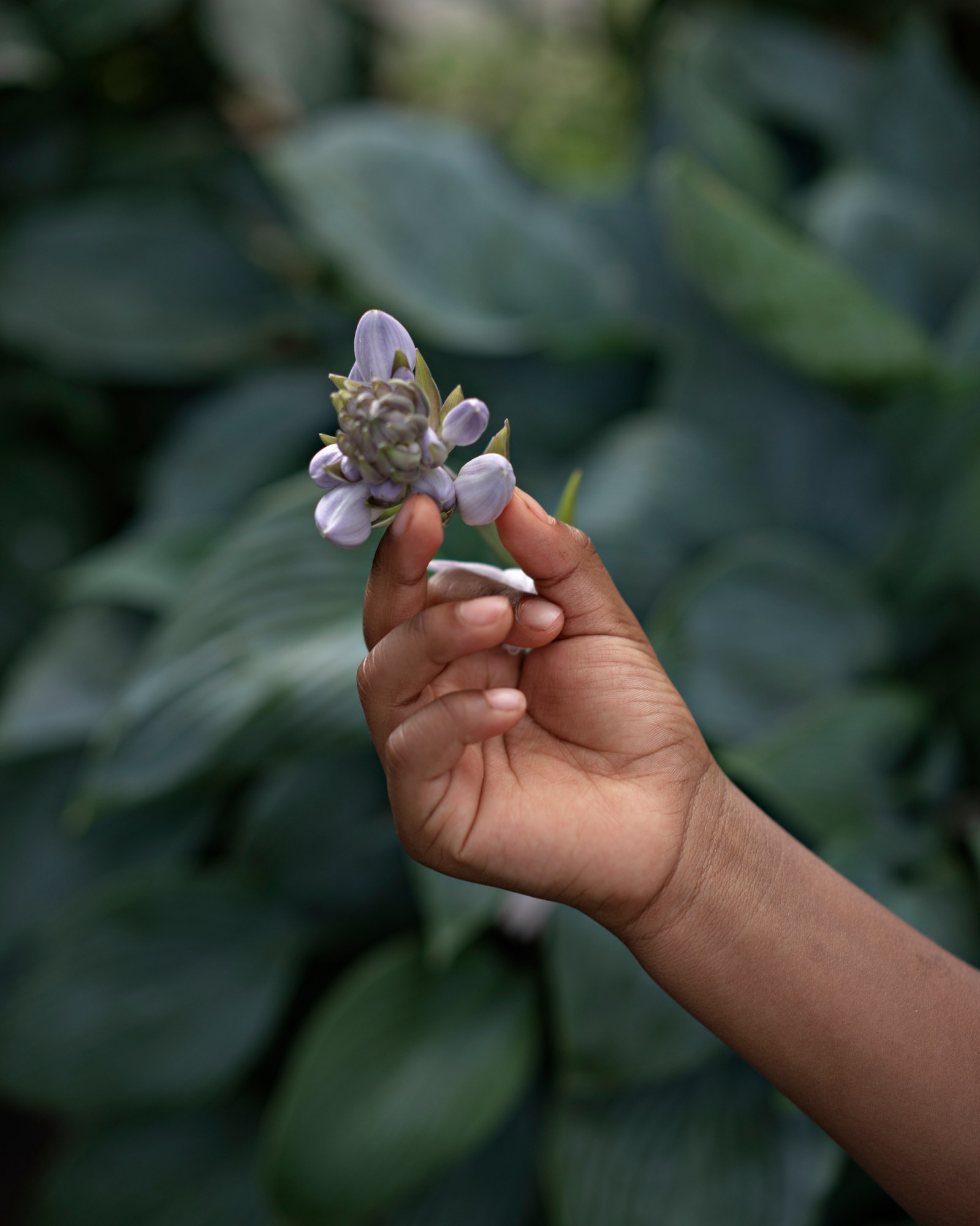 an outstretched hand holding a flower bud in front of leaves by jasmine clarke