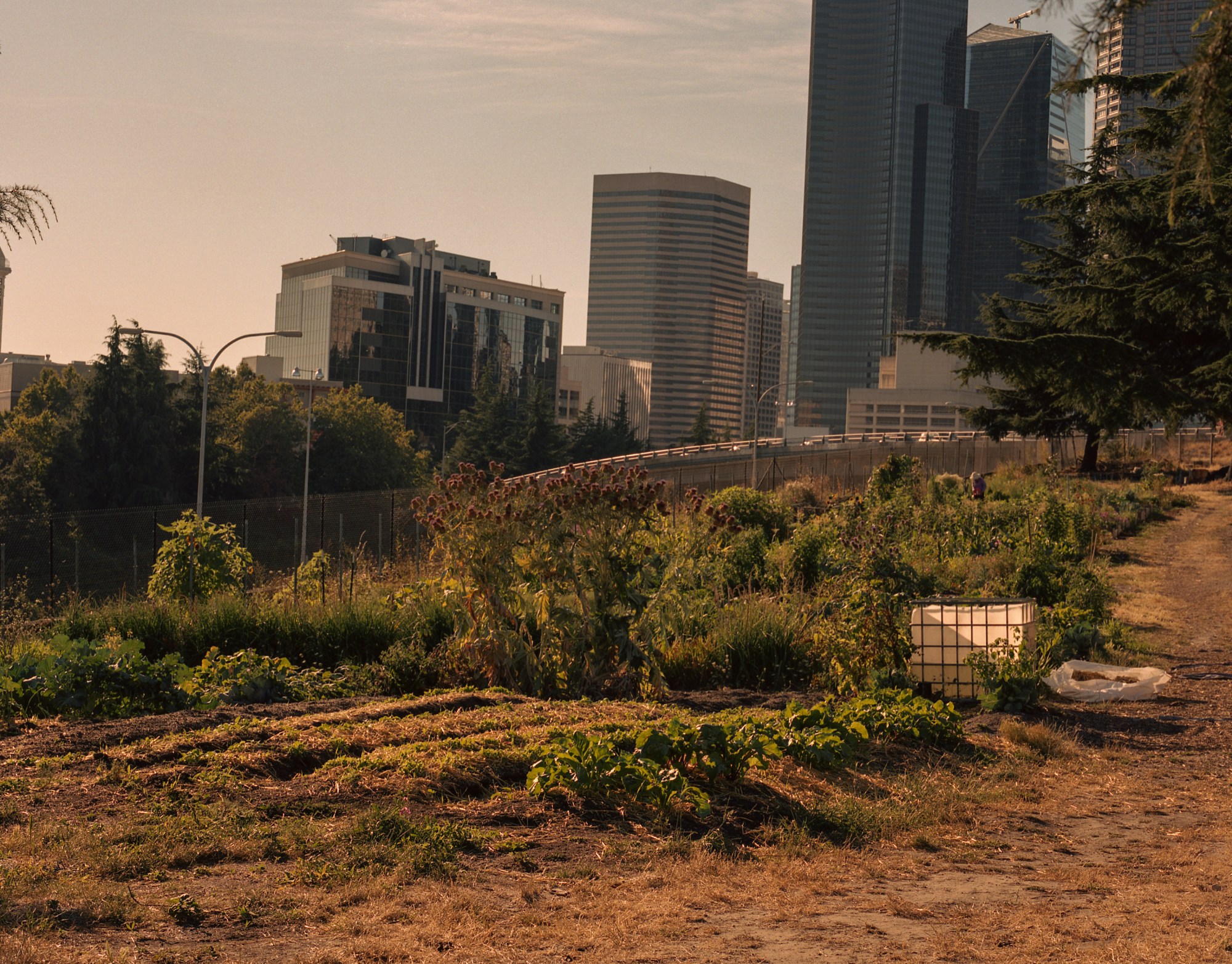 yes farm in front of seattle skyscrapers