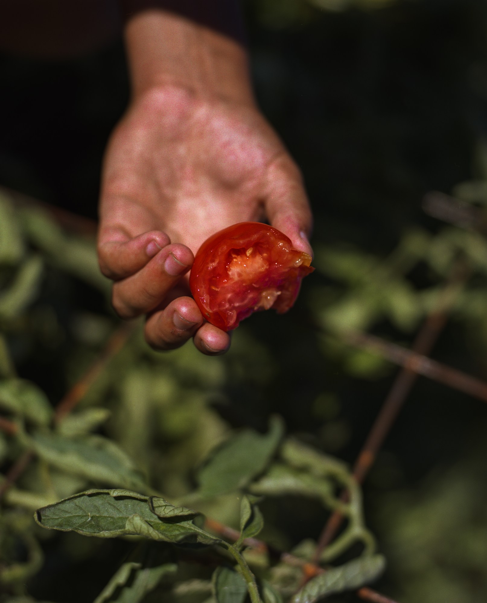 an outstretched hand holding a half-eaten tomato