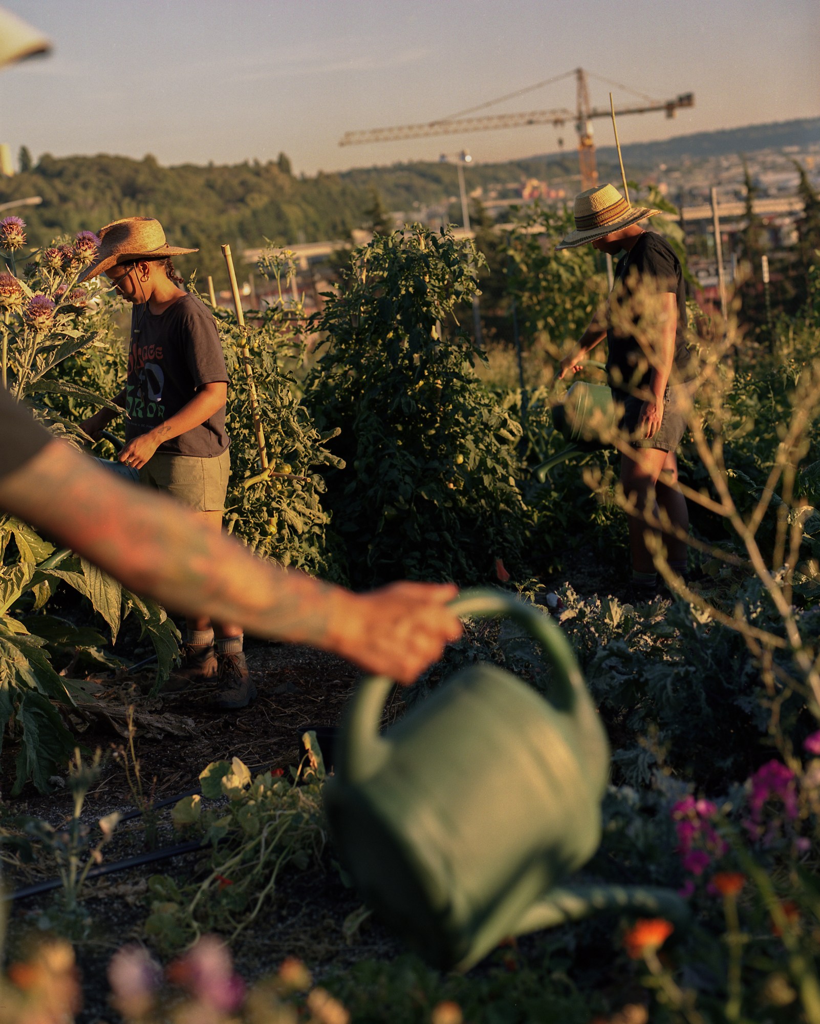 a watering bucket and volunteers watering flowers