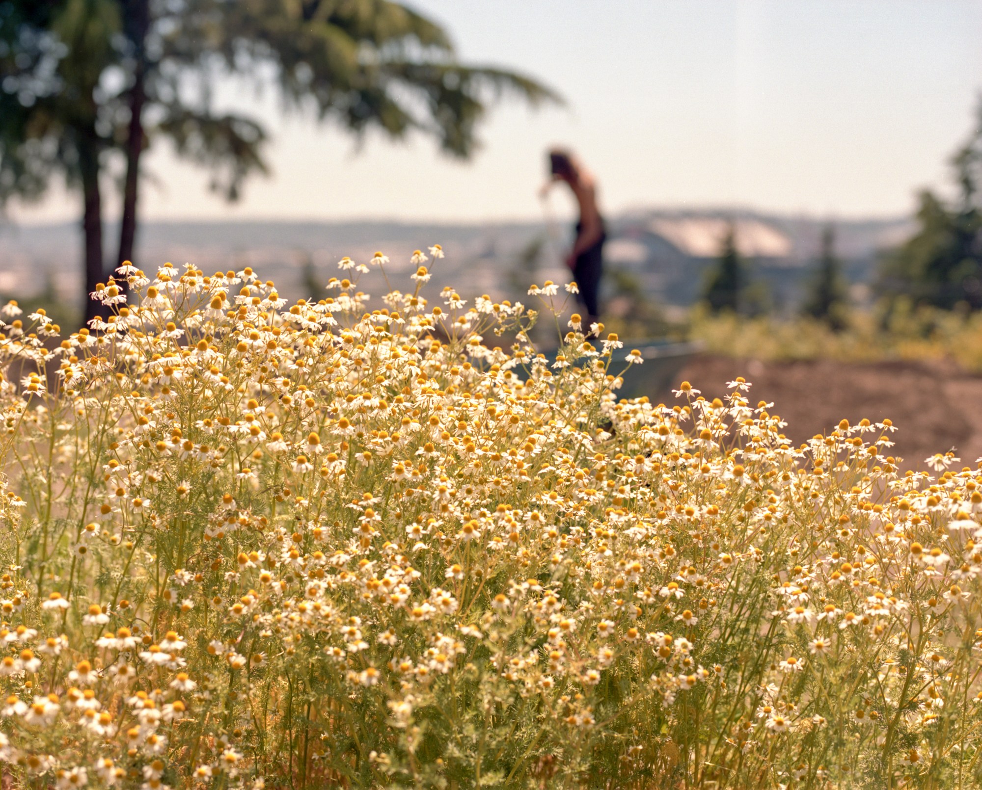 wild daisies growing at yes farm in seattle