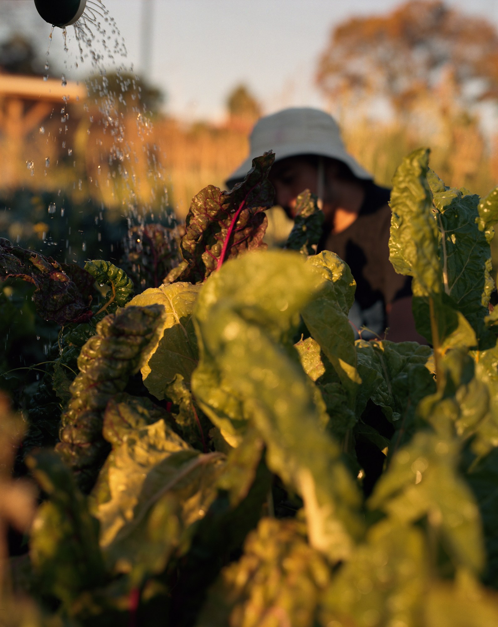 water droplets falling on fresh lettuce at the farm