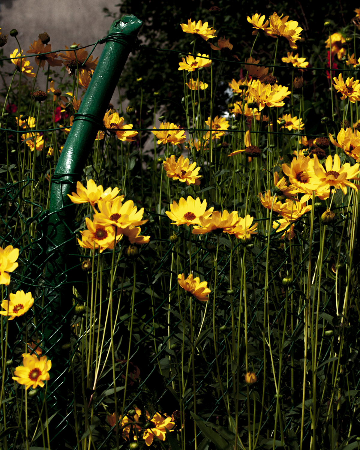 tall yellow flowers cut through with a green fence