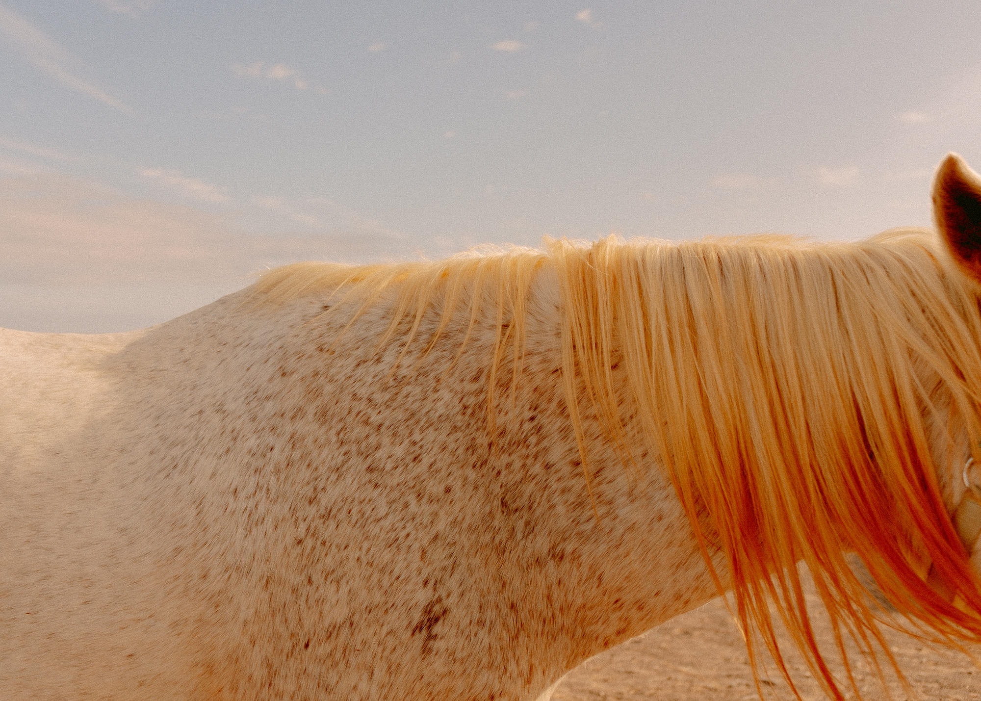 The neck of a horse with dip dyed orange red mane.