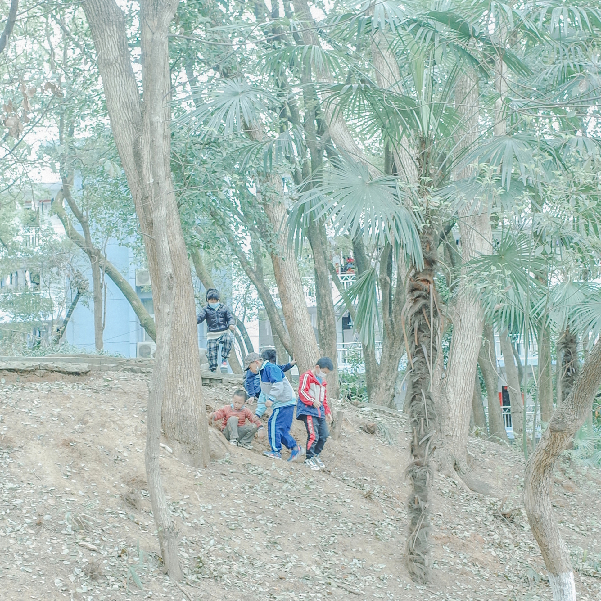 a group of children play on the side of a hill covered in trees.