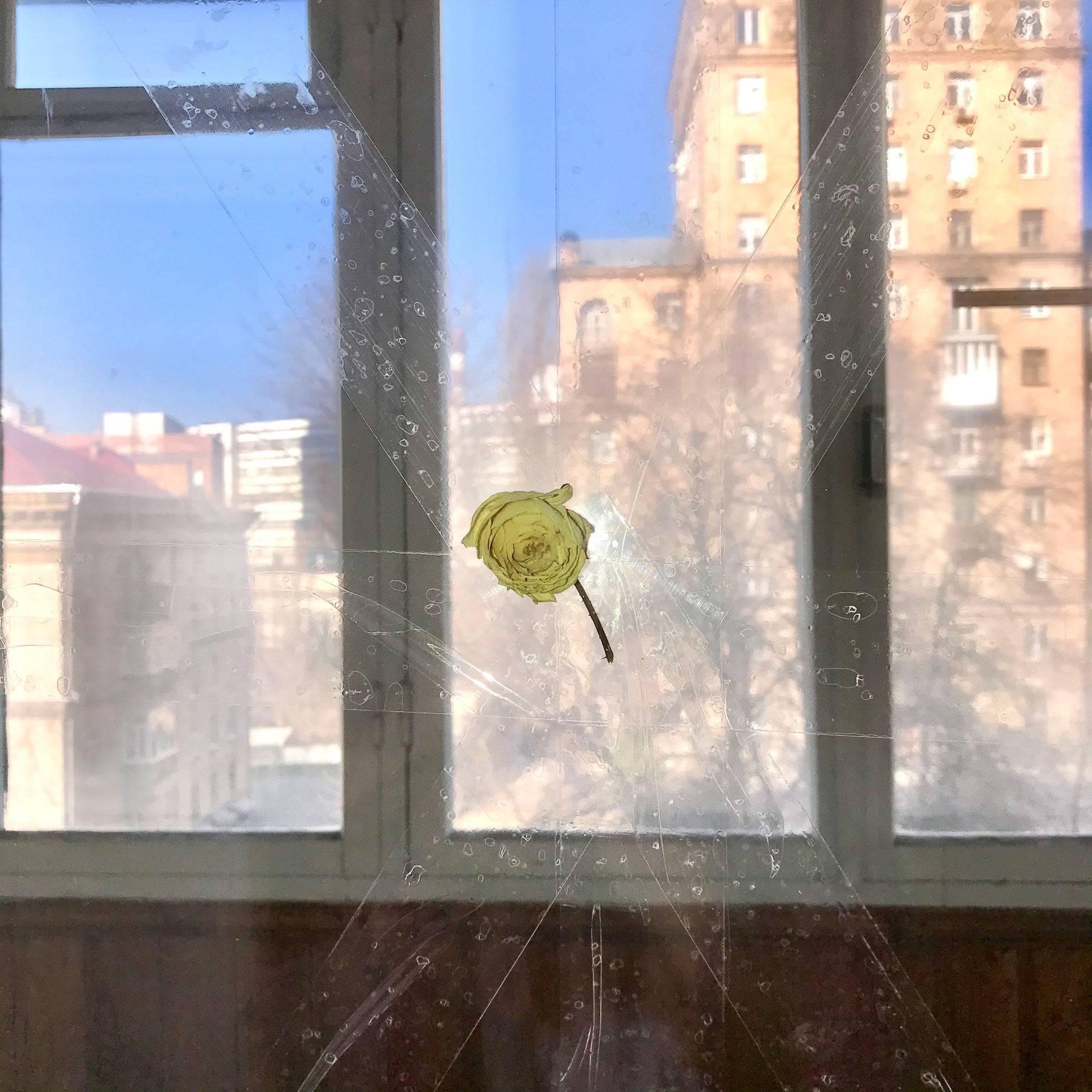 yellow flower sellotaped to a window.