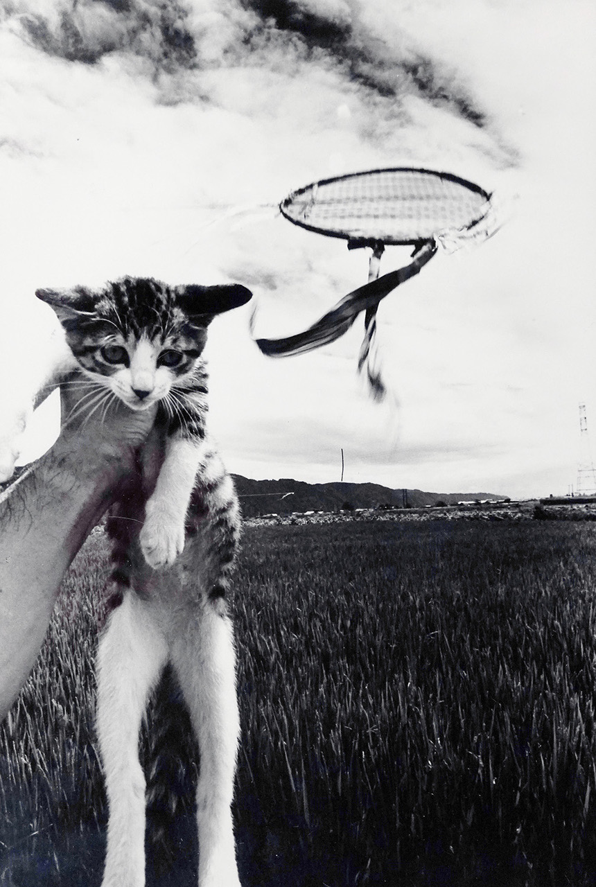 a hand holds a kitten up in front of a crop field