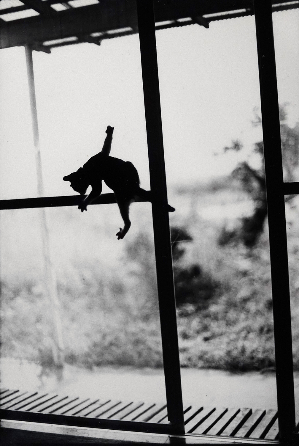 a tiny kitten silhouette clings to a screen door