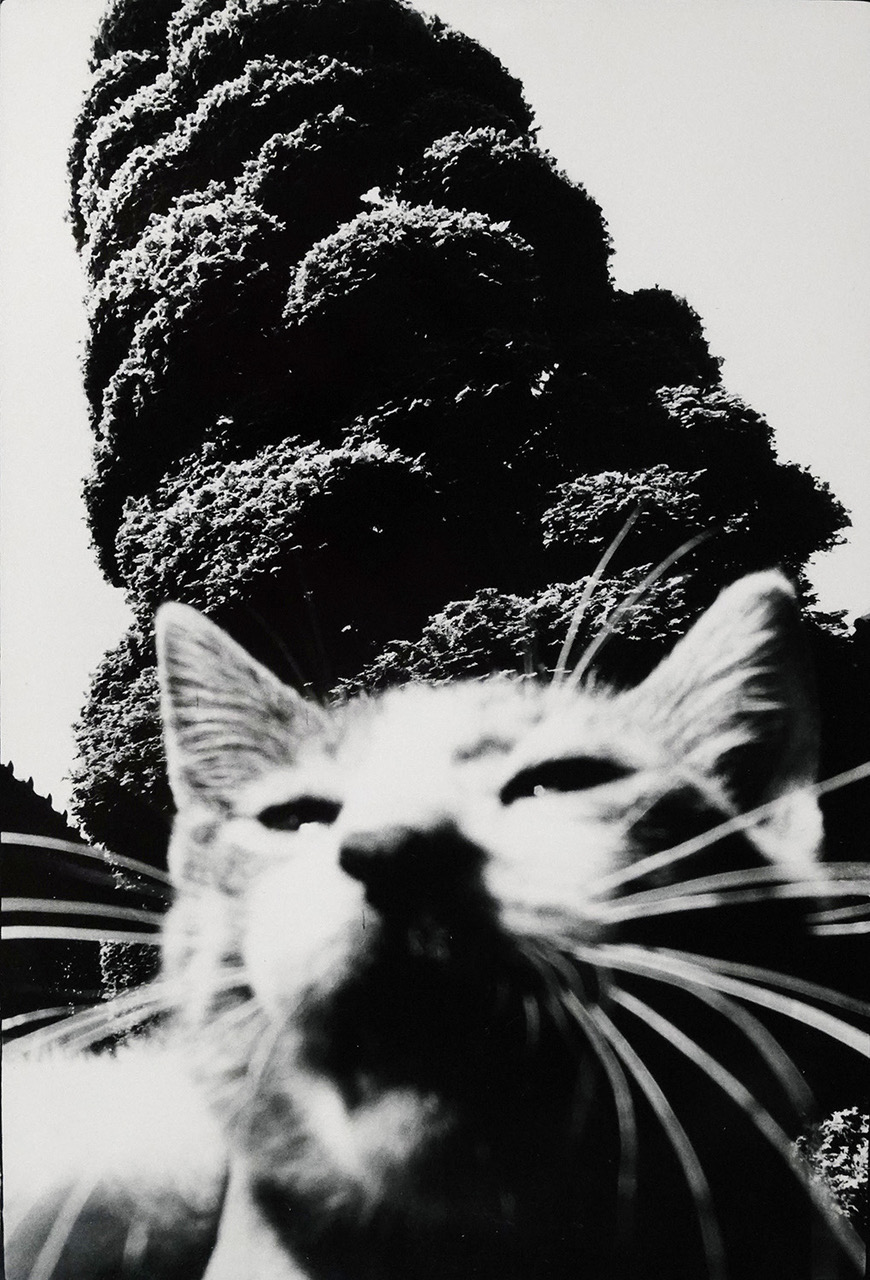 a blurred close up selfie of a cat in front of a tree