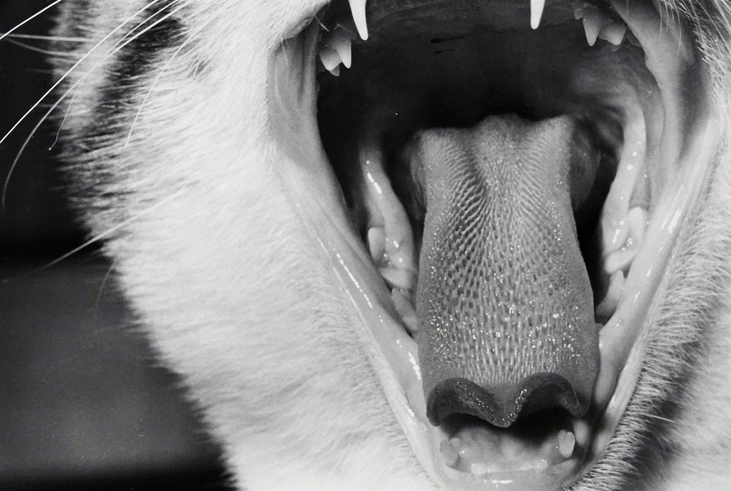 a close up of a cat's yawning mouth