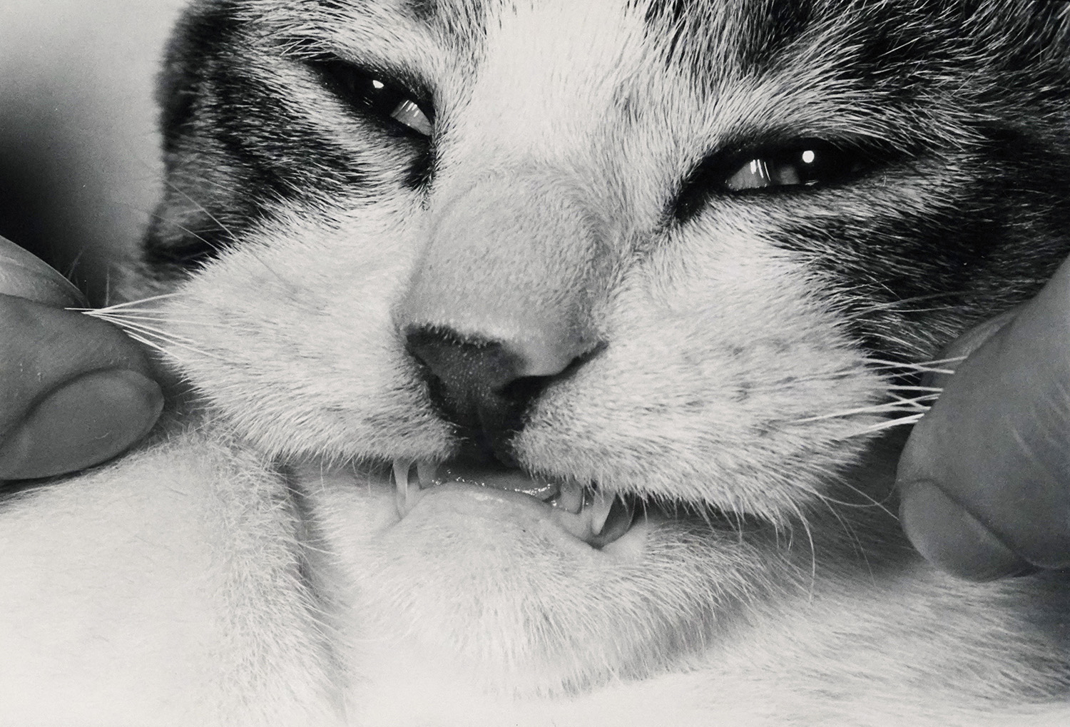 a person pulls on a cat's whiskers, revealing their teeth, in a close b+w shot