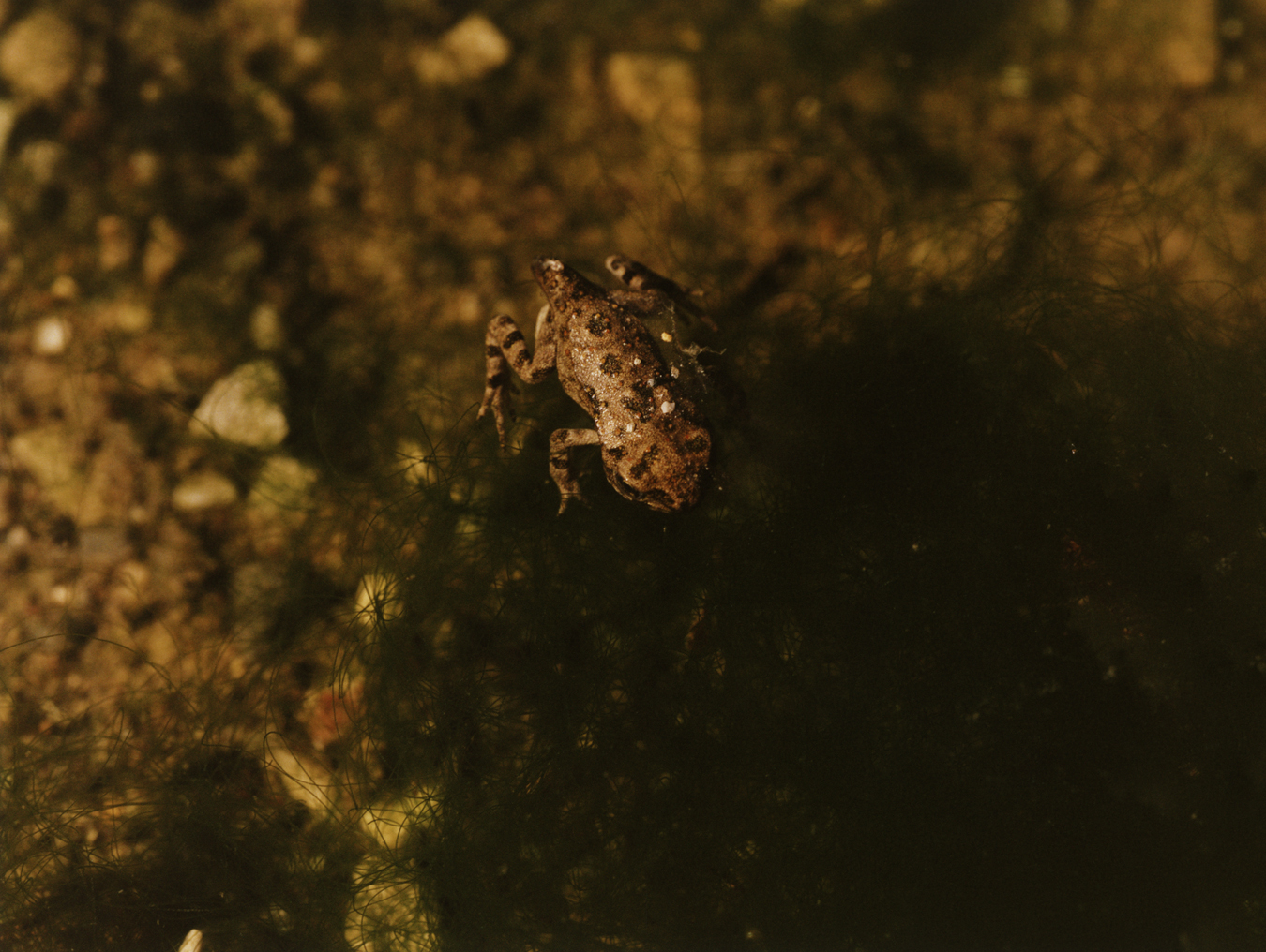 a frog on a rock by the river Vjosa in Albania