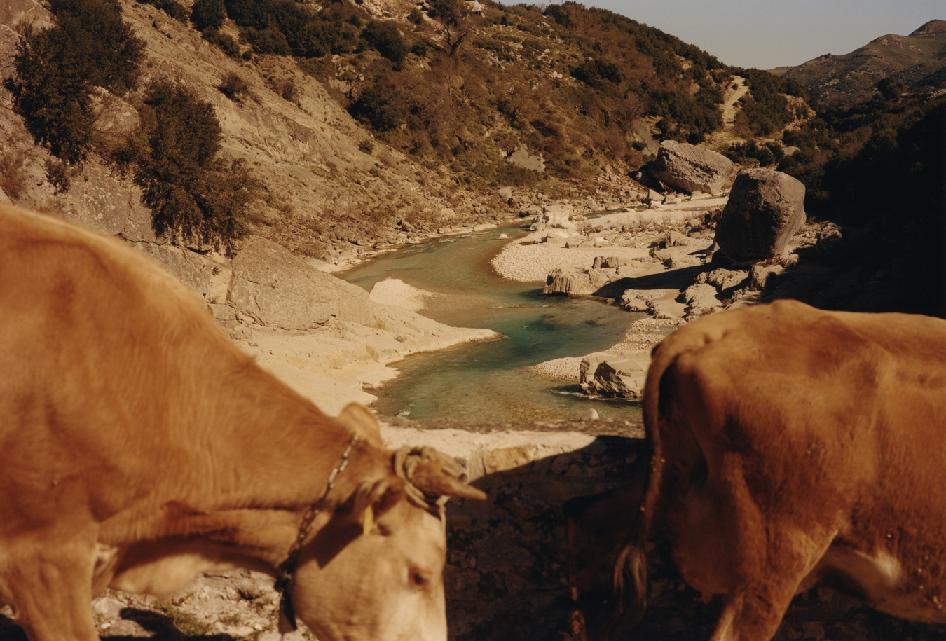 cows in front of the river Vjosa in Albania