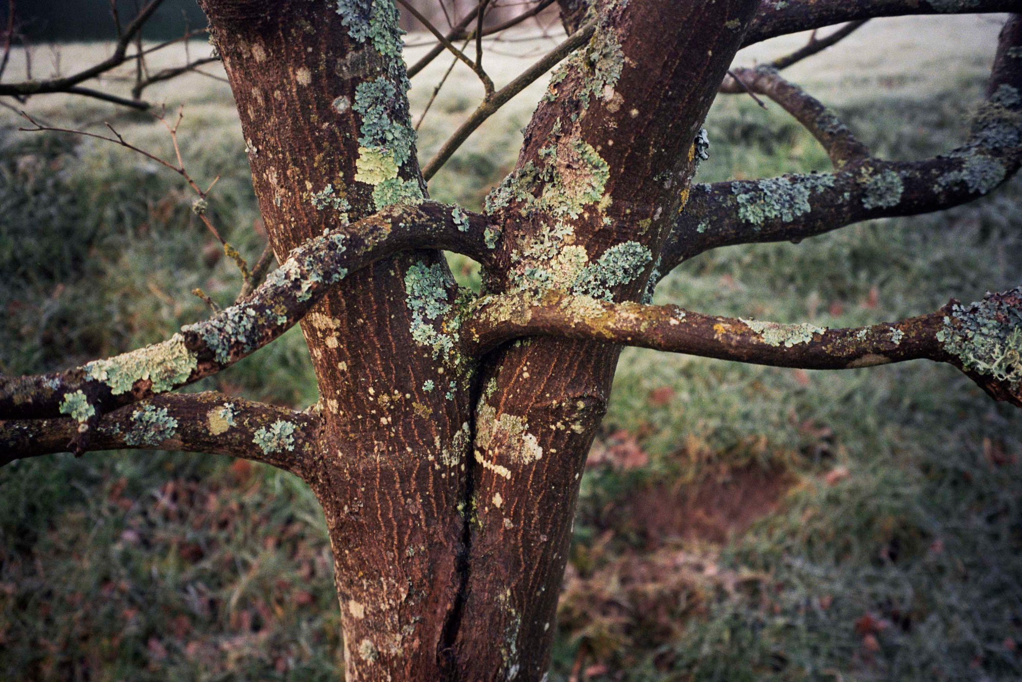 two moss-covered trees wind around each other, almost hugging