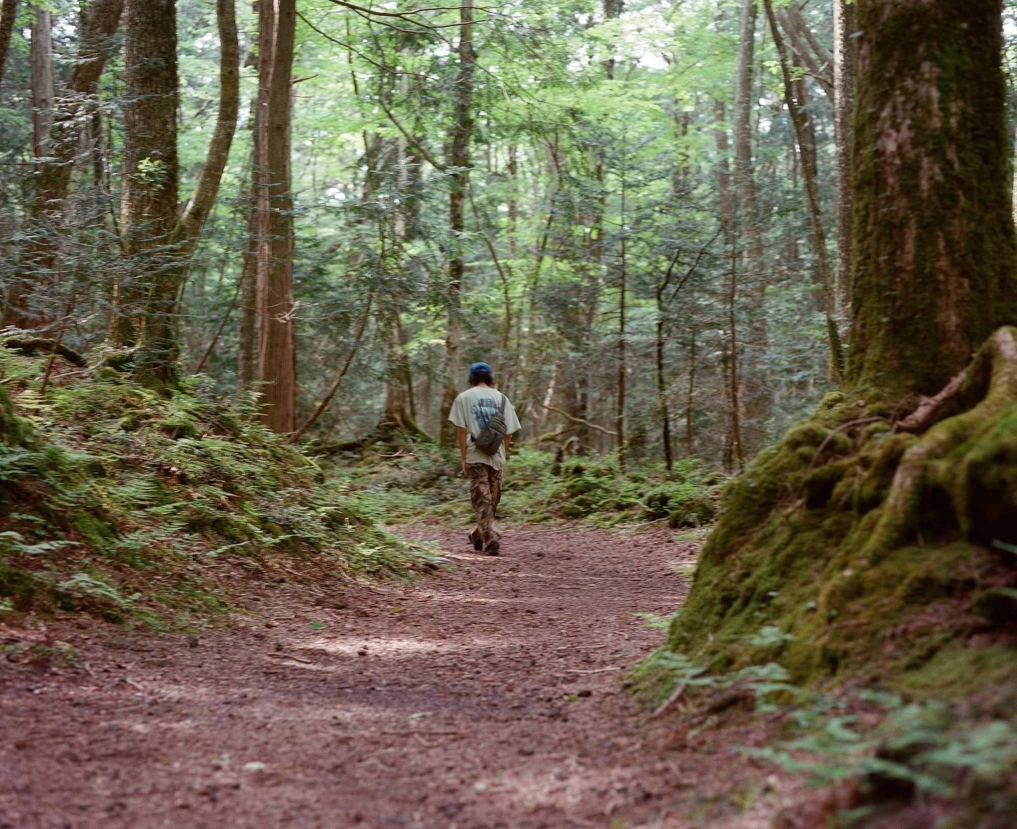 a photo of a person walking through a path in a woods with high trees.