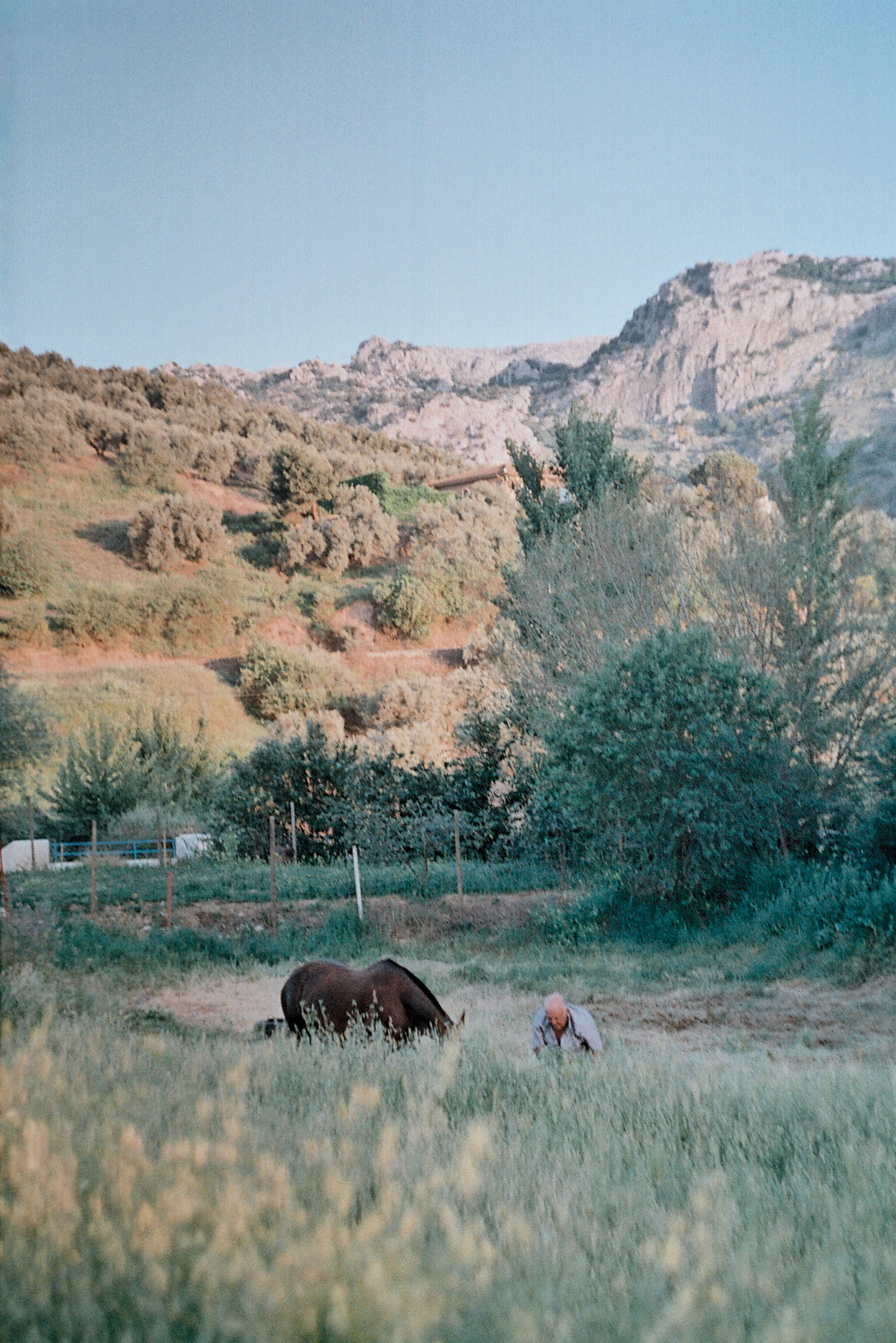 photo of a man and a horse in a field.