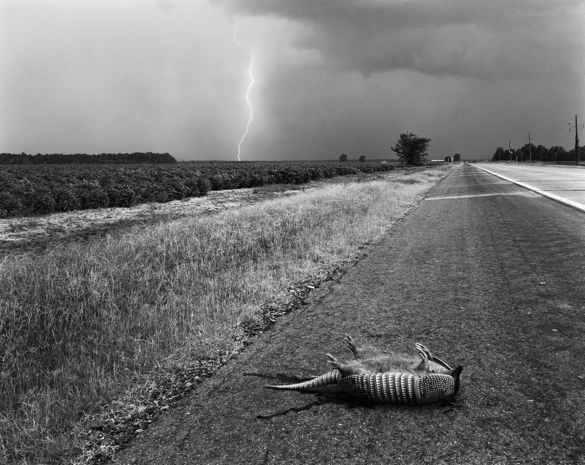 black-and-white photo by Baldwin Lee of a dead armadillo lying in the middle of a road as lightning strikes behind