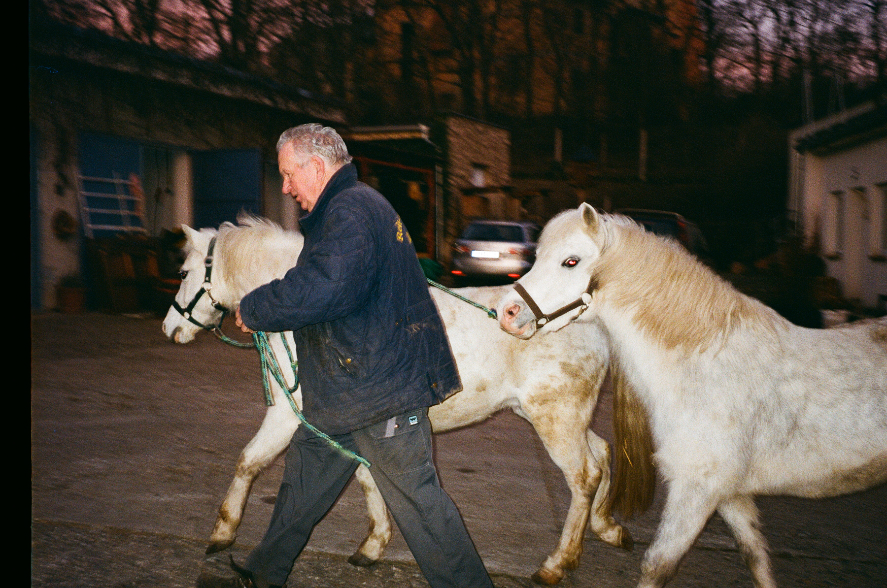 Photograph by Marie Tomanova of of a man leading white horses through the street at sunset.