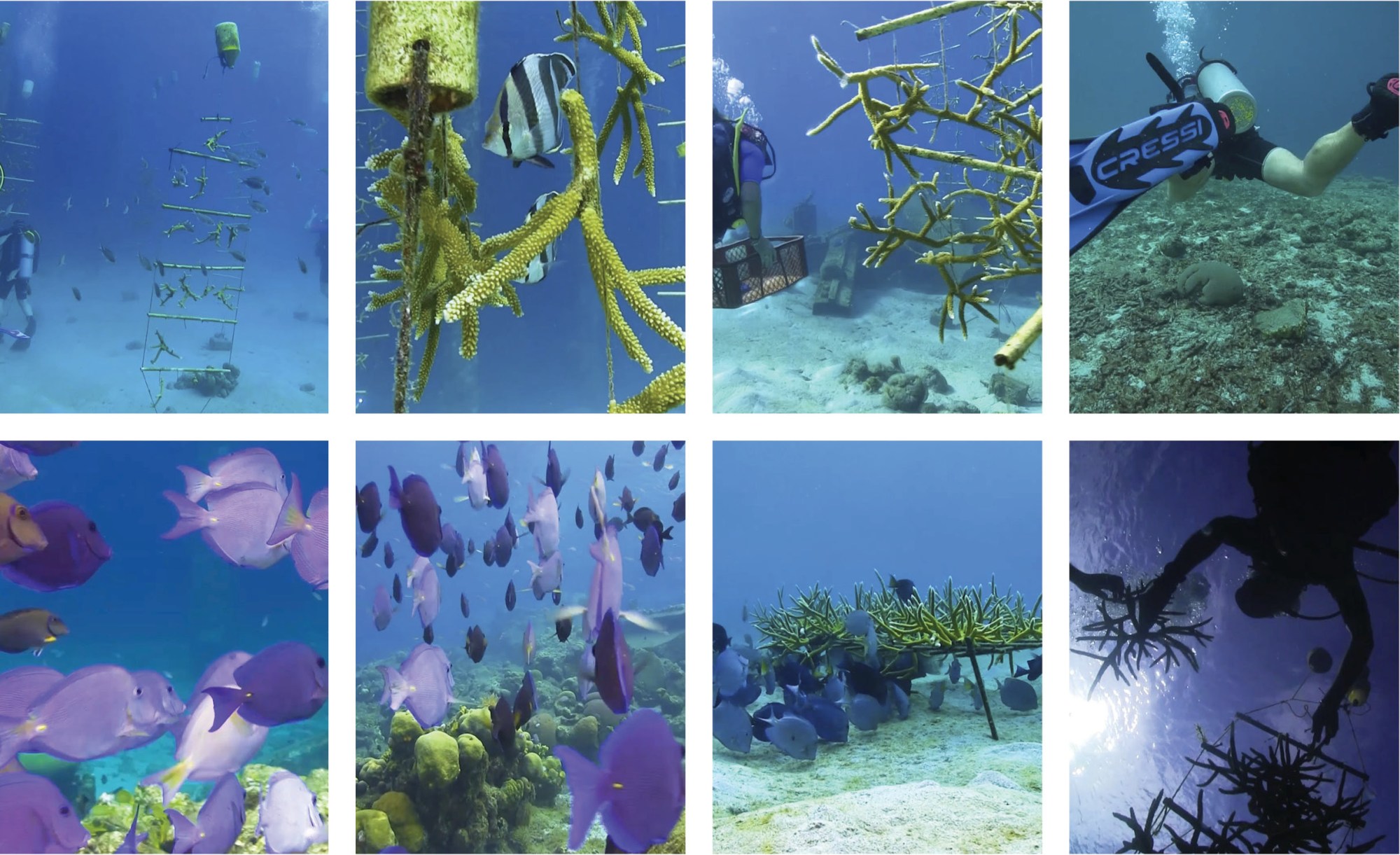 Photographs by Botter of their work in the ocean's coral reefs for the earthrise section of I-D The Ultra Issue no.369, Fall 2022