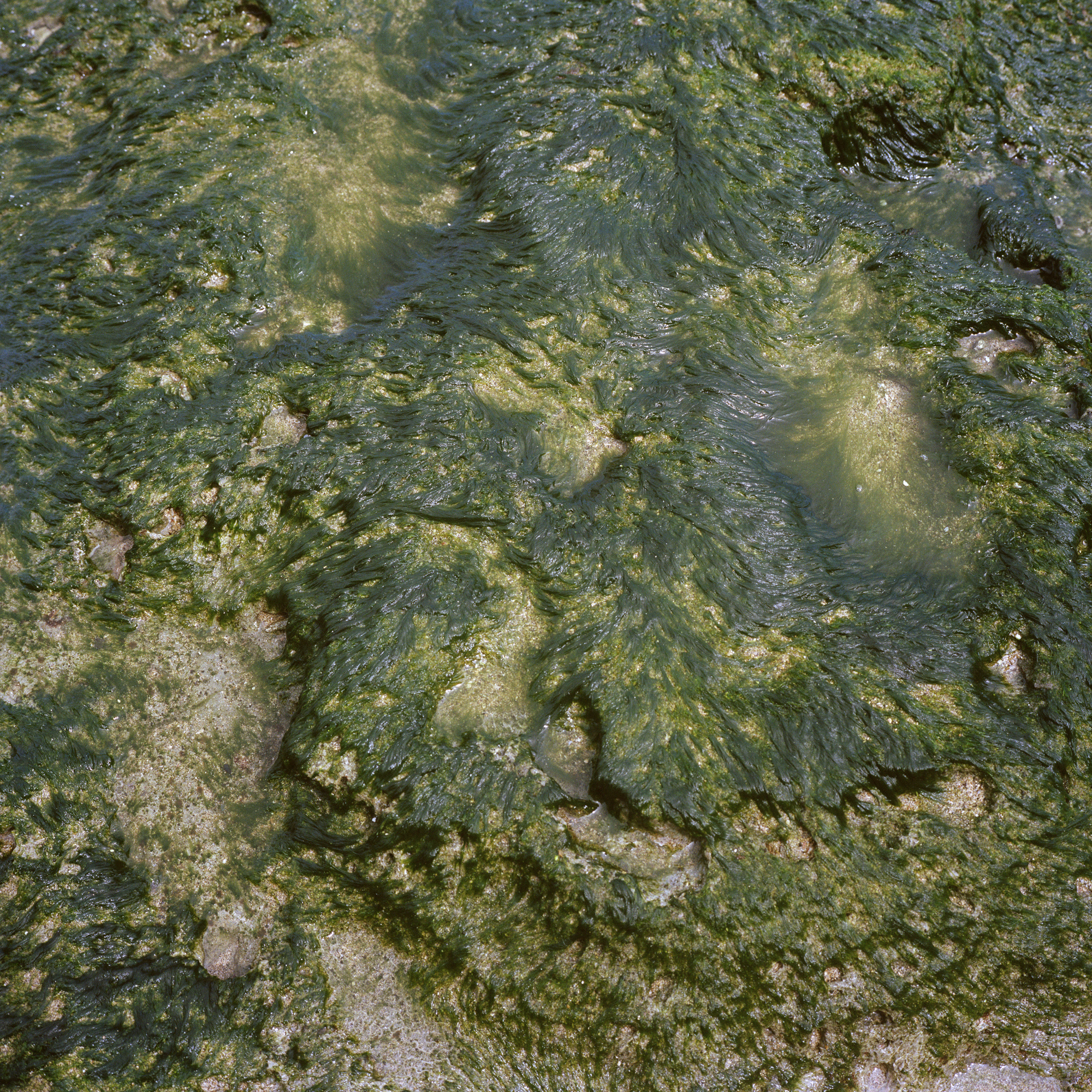 Photograph by Shaniqwa Jarvis of seaweed and see moss on the shore