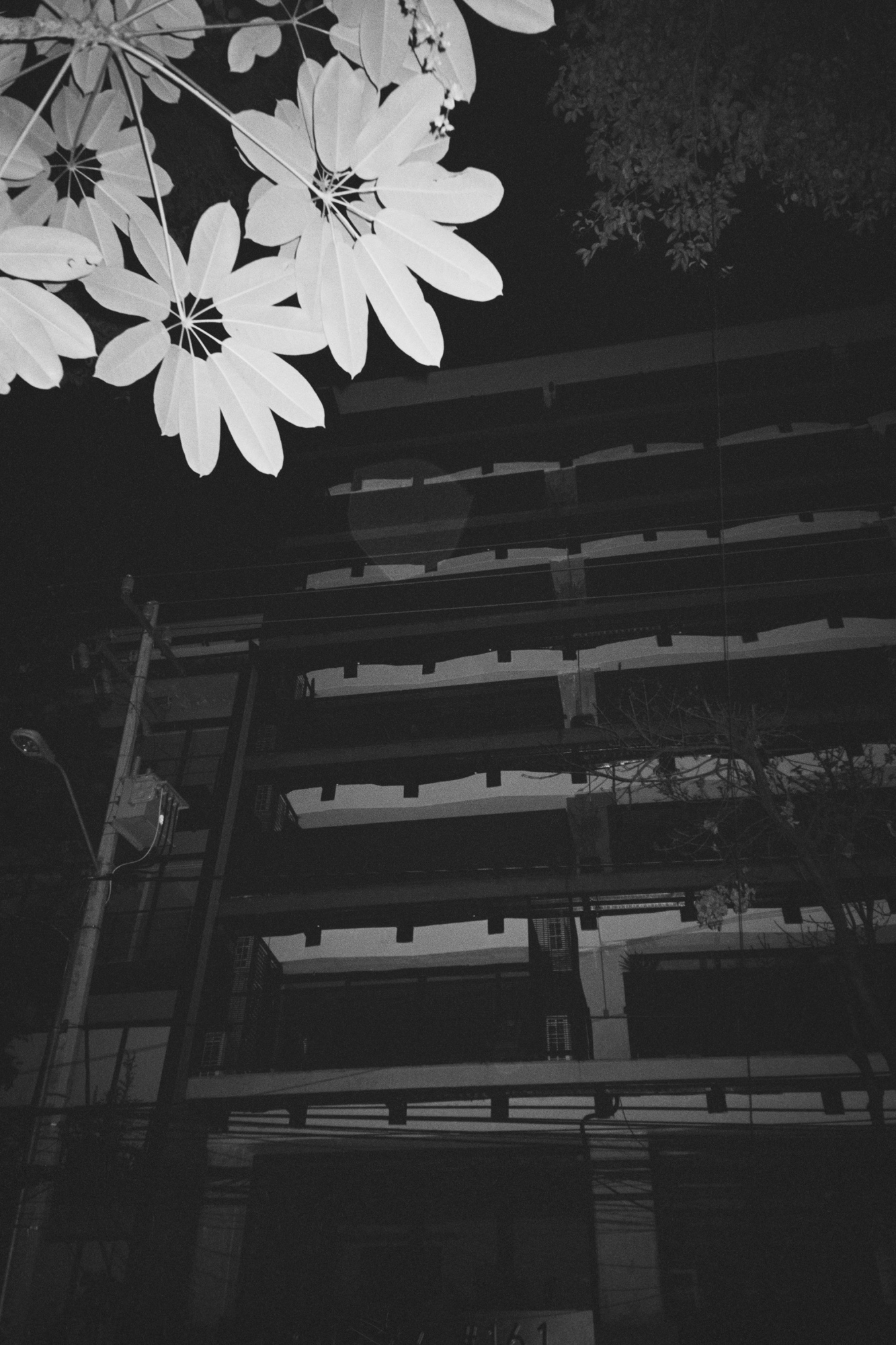 photographs by Shaniqwa Jarvis of white flowers overlooking a car park