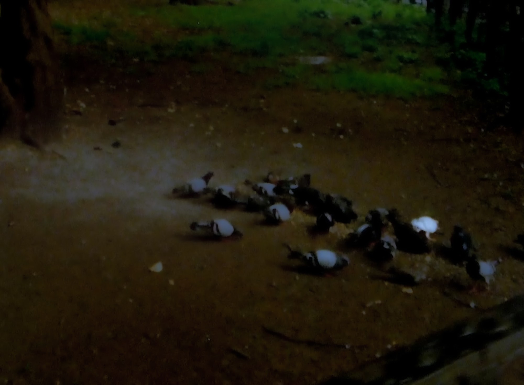 a blurry photo of pigeons eating on the ground by daniel regan