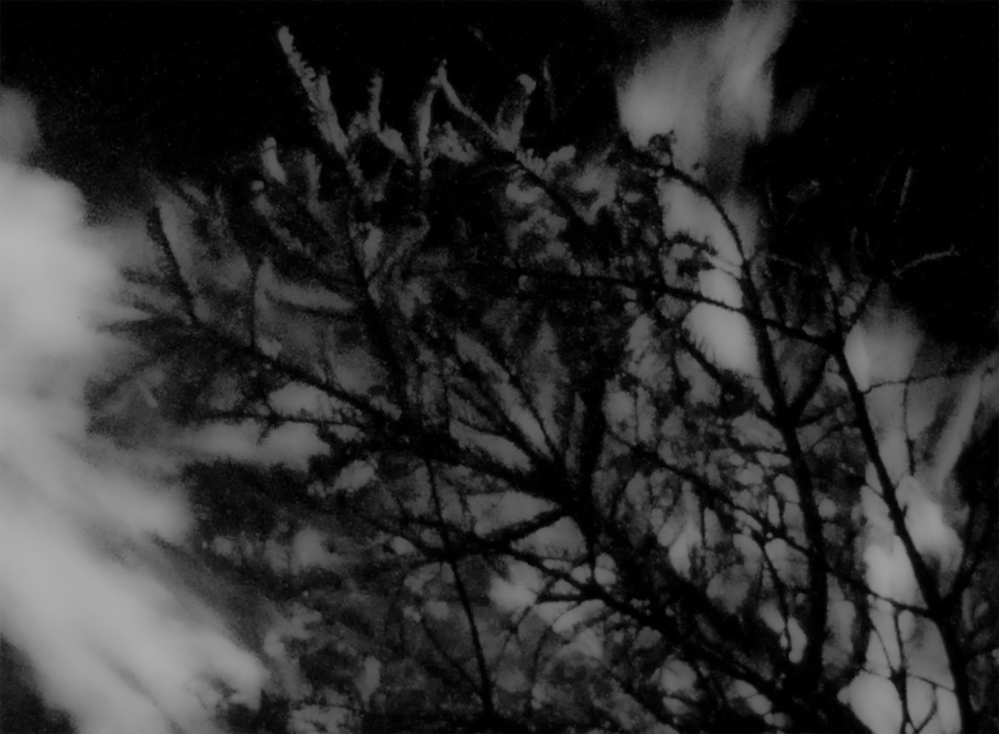 a blurry photo of a dark tree branch against a bright black and white sky by daniel regan