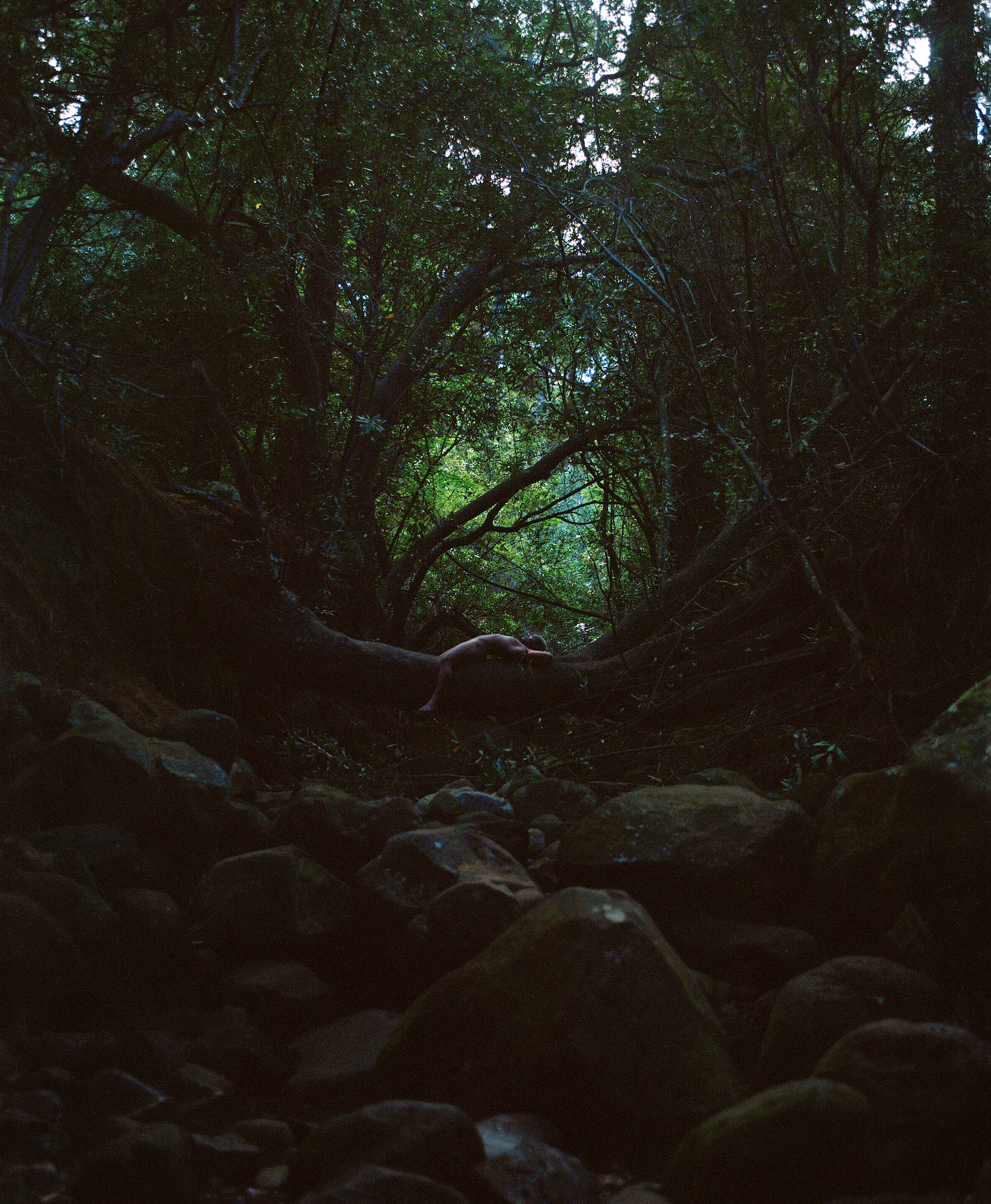 A naked person lying on a tree trunk in the forest