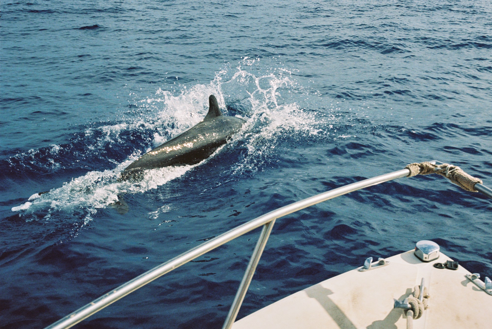 a dolphin jumping out of the water on the side of a boat