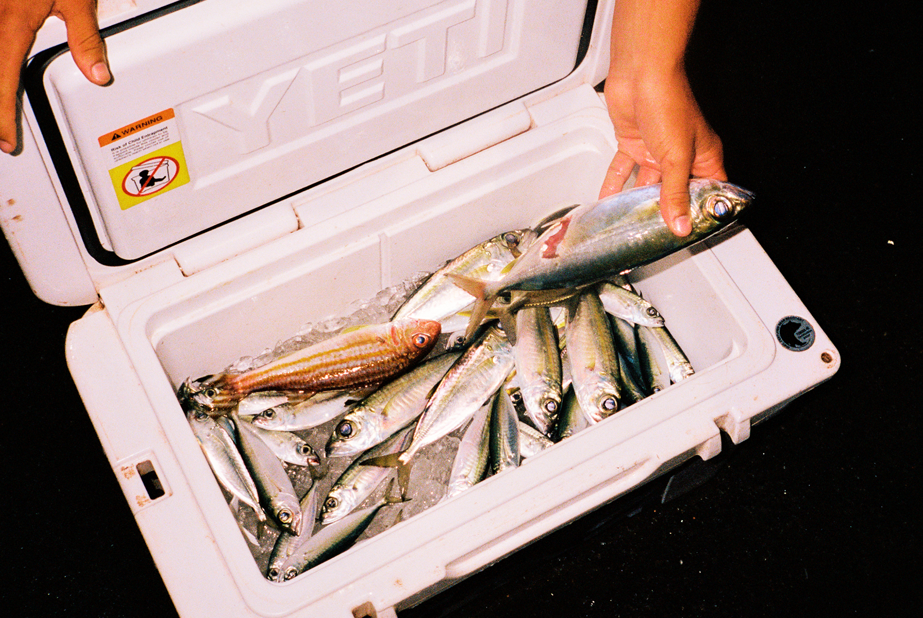 a hand reaching into a cooler full of fish