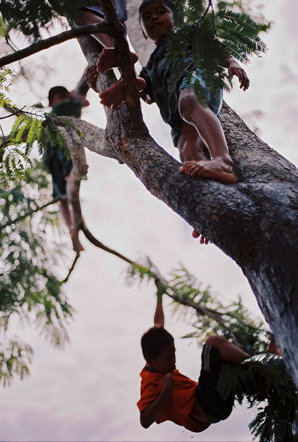 four children climbing in a tree, shot from below