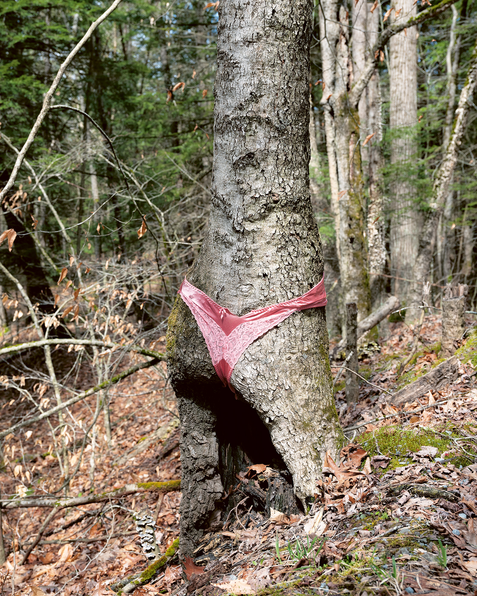 a tree in the woods with a pair of lacey underwear wrapped around its stump. it resembles a human from behind.