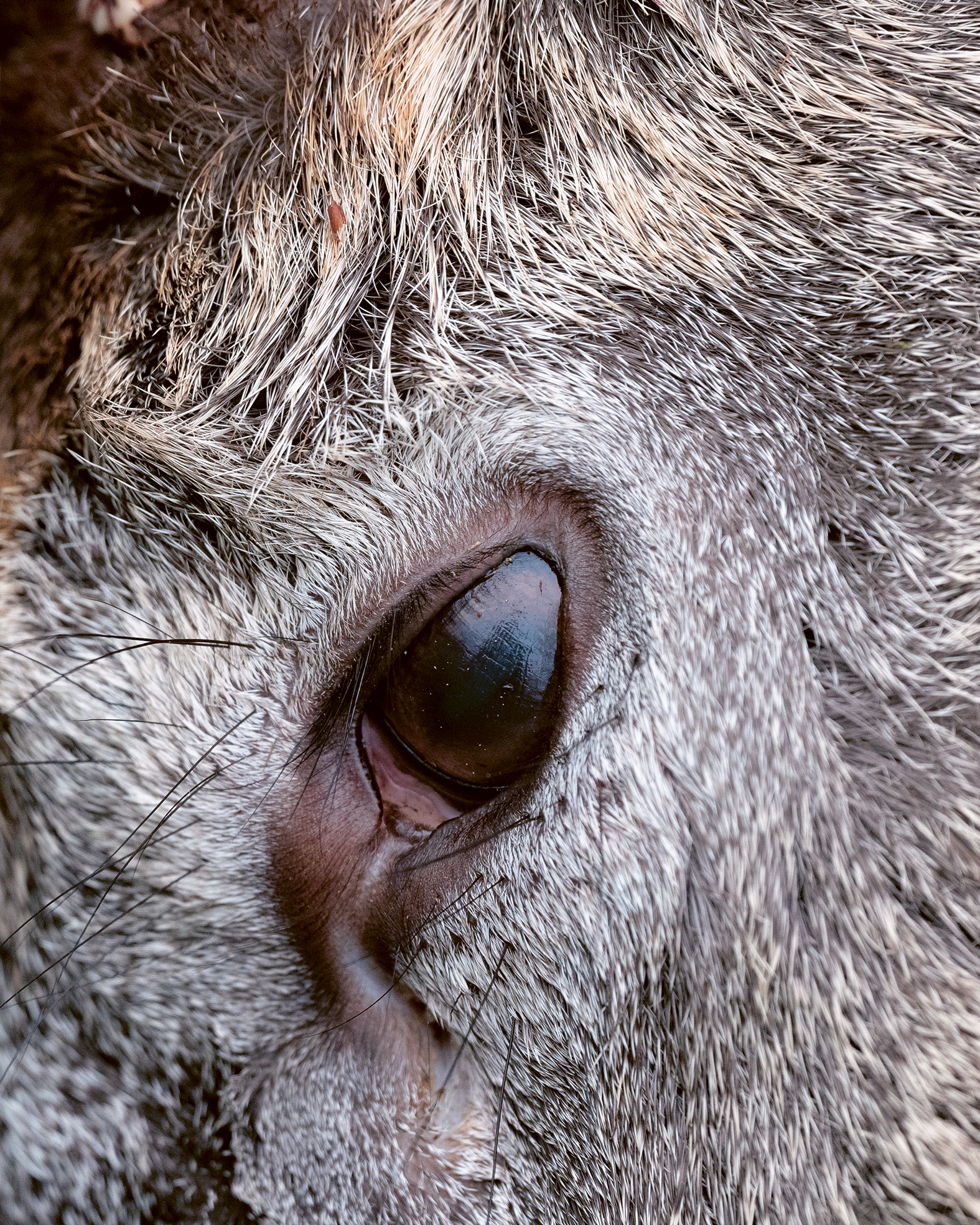 an animal with grey fur's eye, photographed close-up.