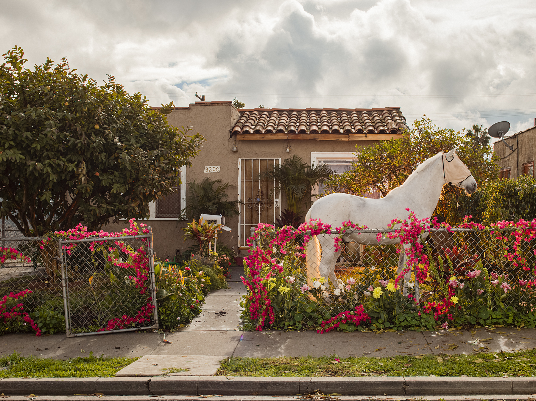 A white horse standing in a ranch home front yard surrounded by pink flowers.