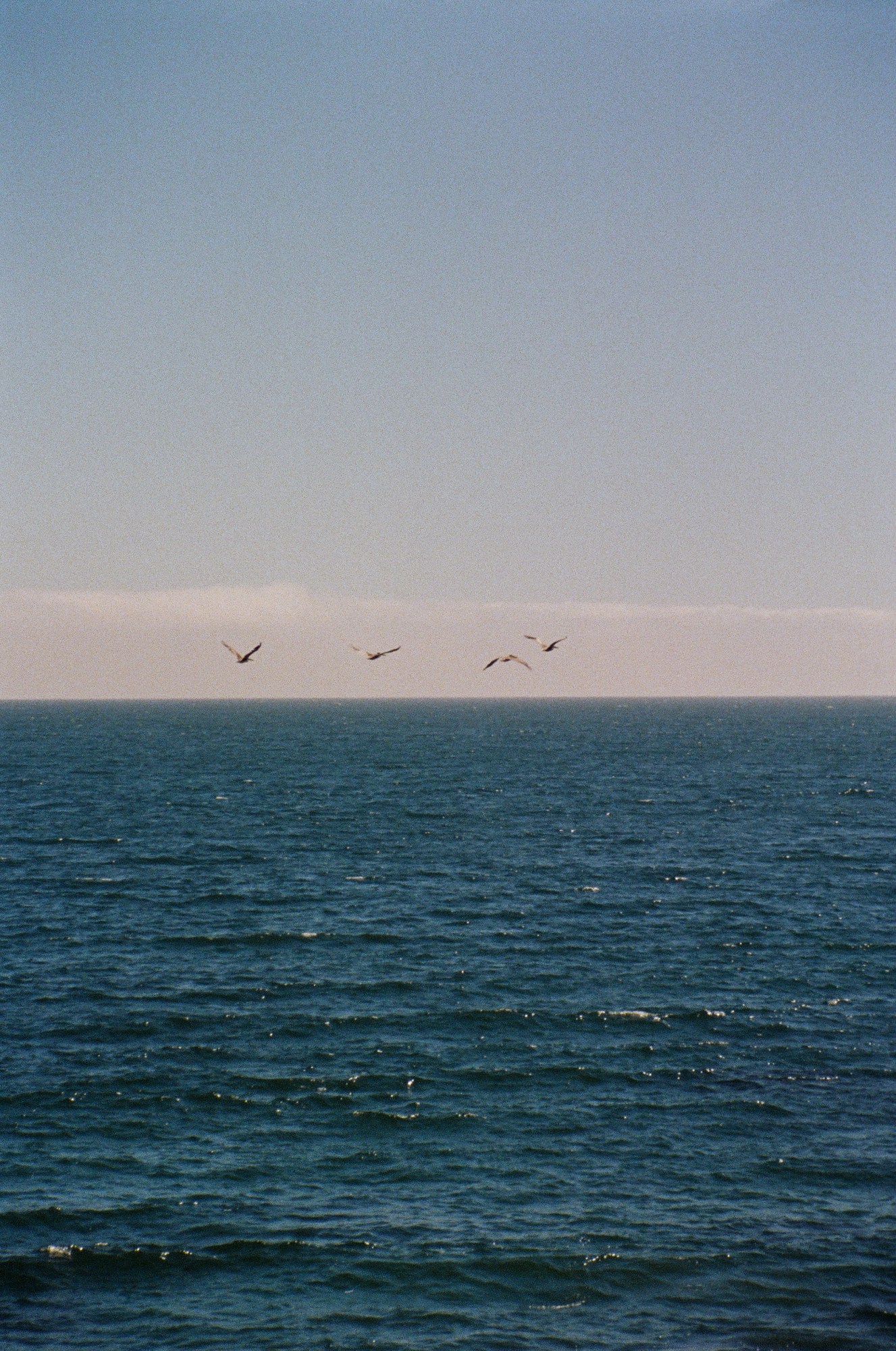 birds cross the sea