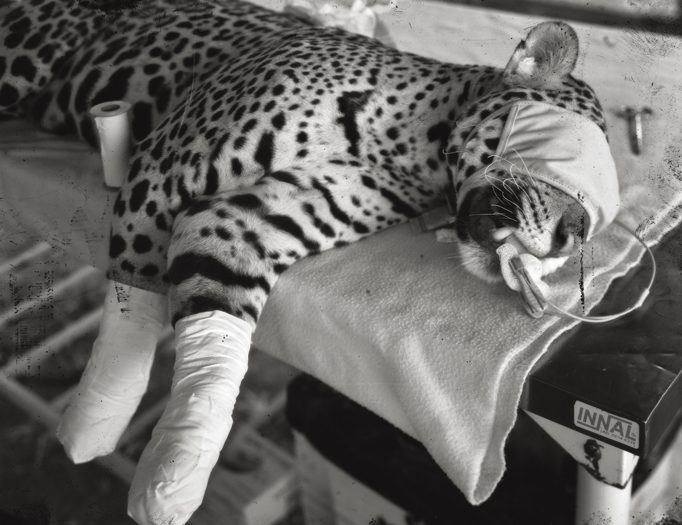 Photograph from Richard Mosse's immersive video artwork Broken Spectre of an injured jaguar