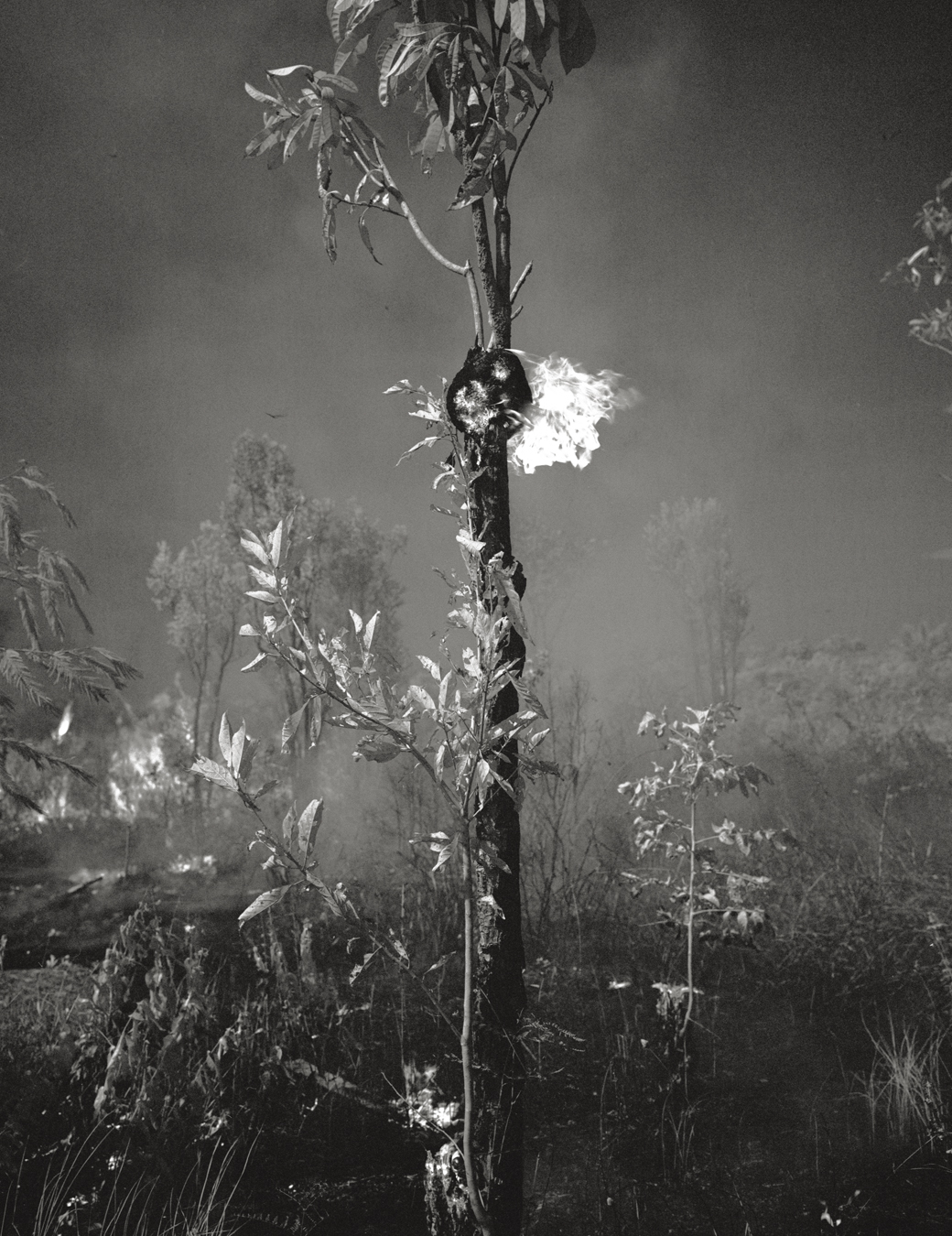 Photograph from Richard Mosse's immersive video artwork Broken Spectre of a forest fire