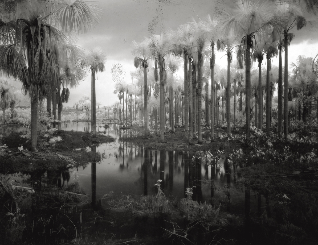 Photograph from Richard Mosse's immersive video artwork Broken Spectre of palm trees