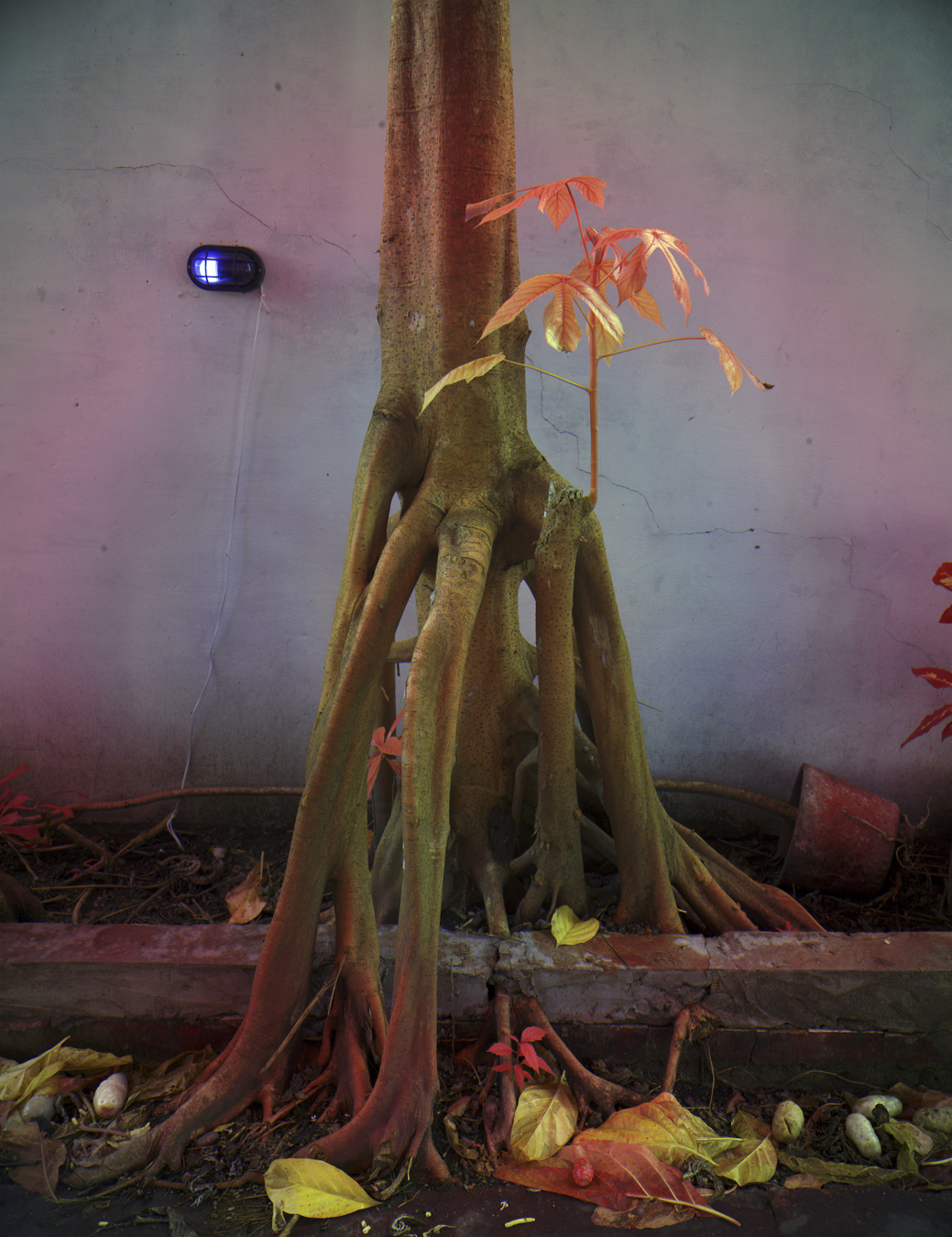 Photograph from Richard Mosse's immersive video artwork Broken Spectre of a tree with big roots