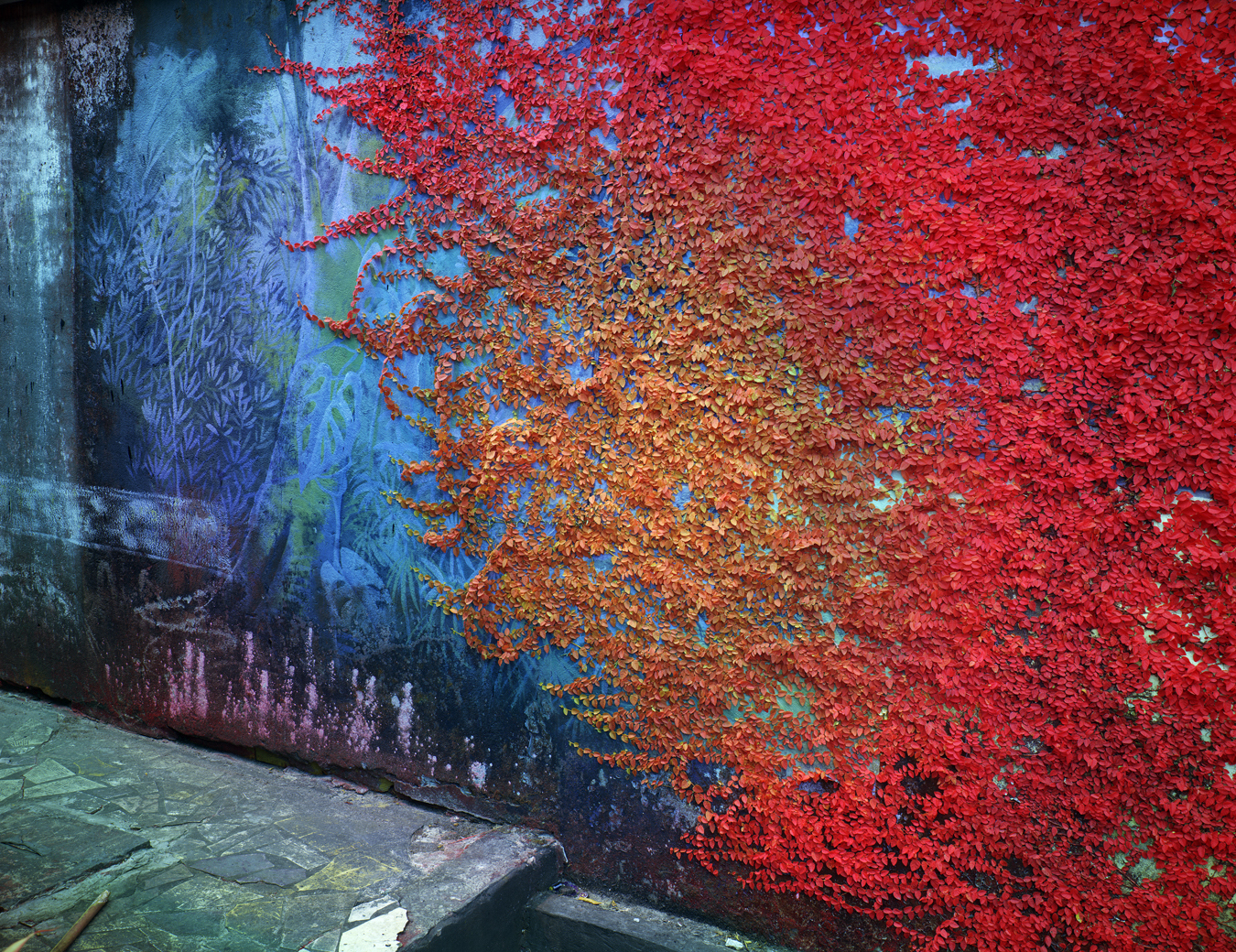 Photograph from Richard Mosse's immersive video artwork Broken Spectre of a creeper plant on a wall