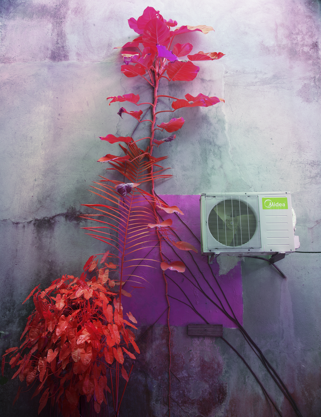 Photograph from Richard Mosse's immersive video artwork Broken Spectre of a plant and a condenser on the wall