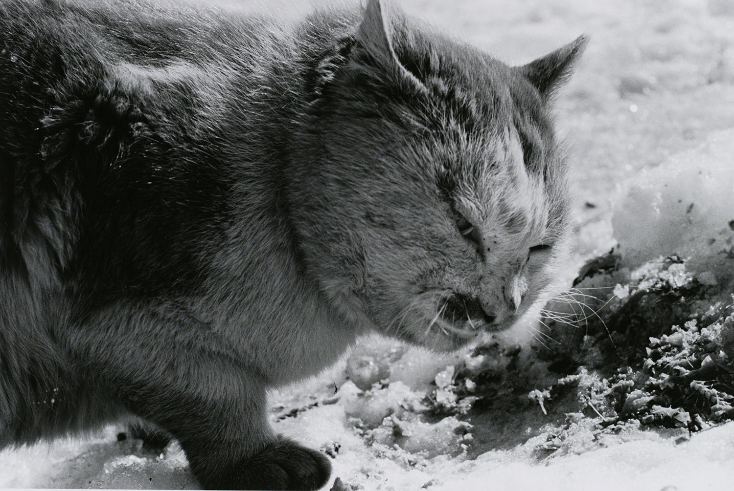 a fat cat grimacing in the snow by masahisa fukase