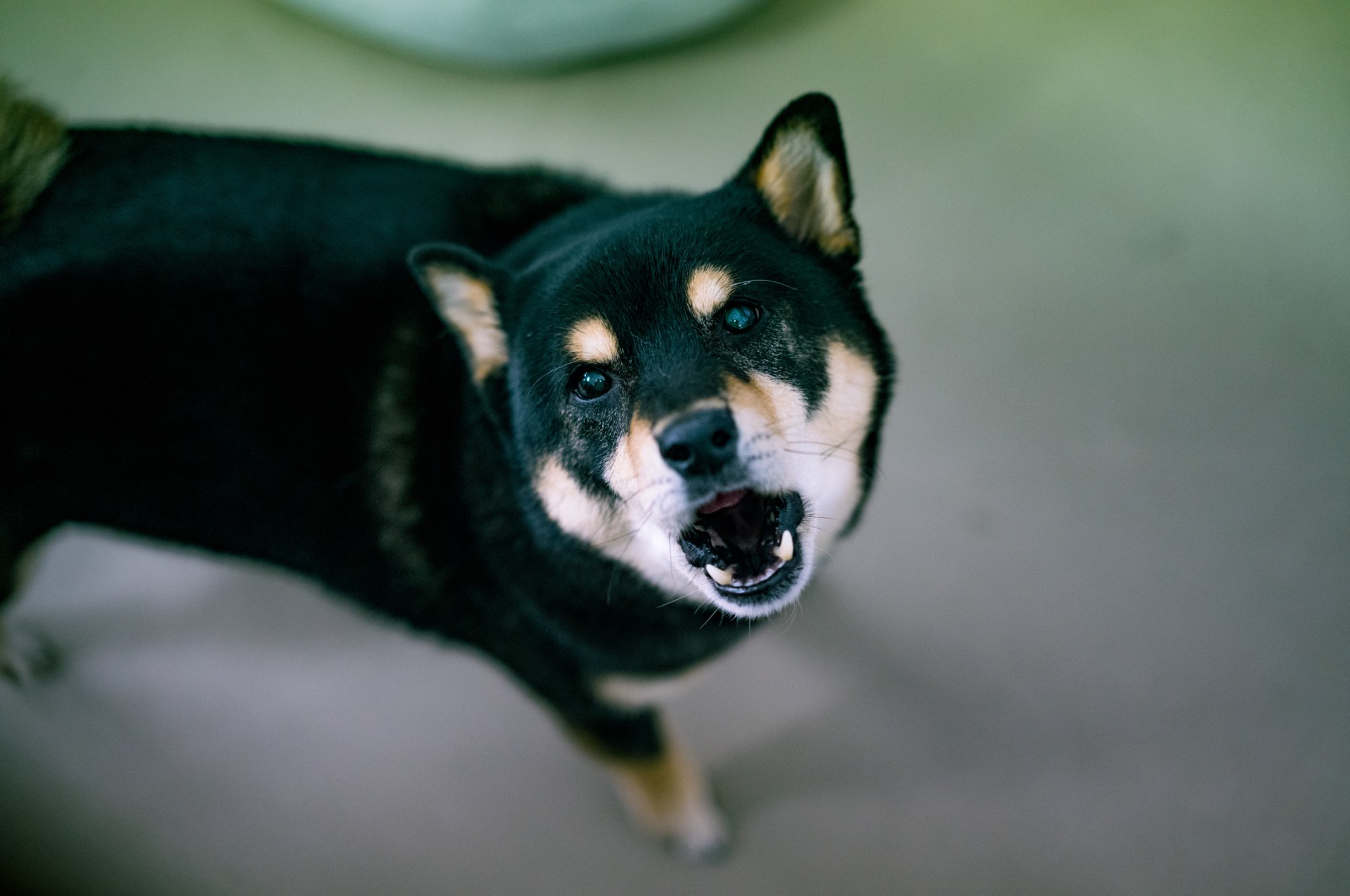 a black and tanned colour korean jindo dog barks up at the camera