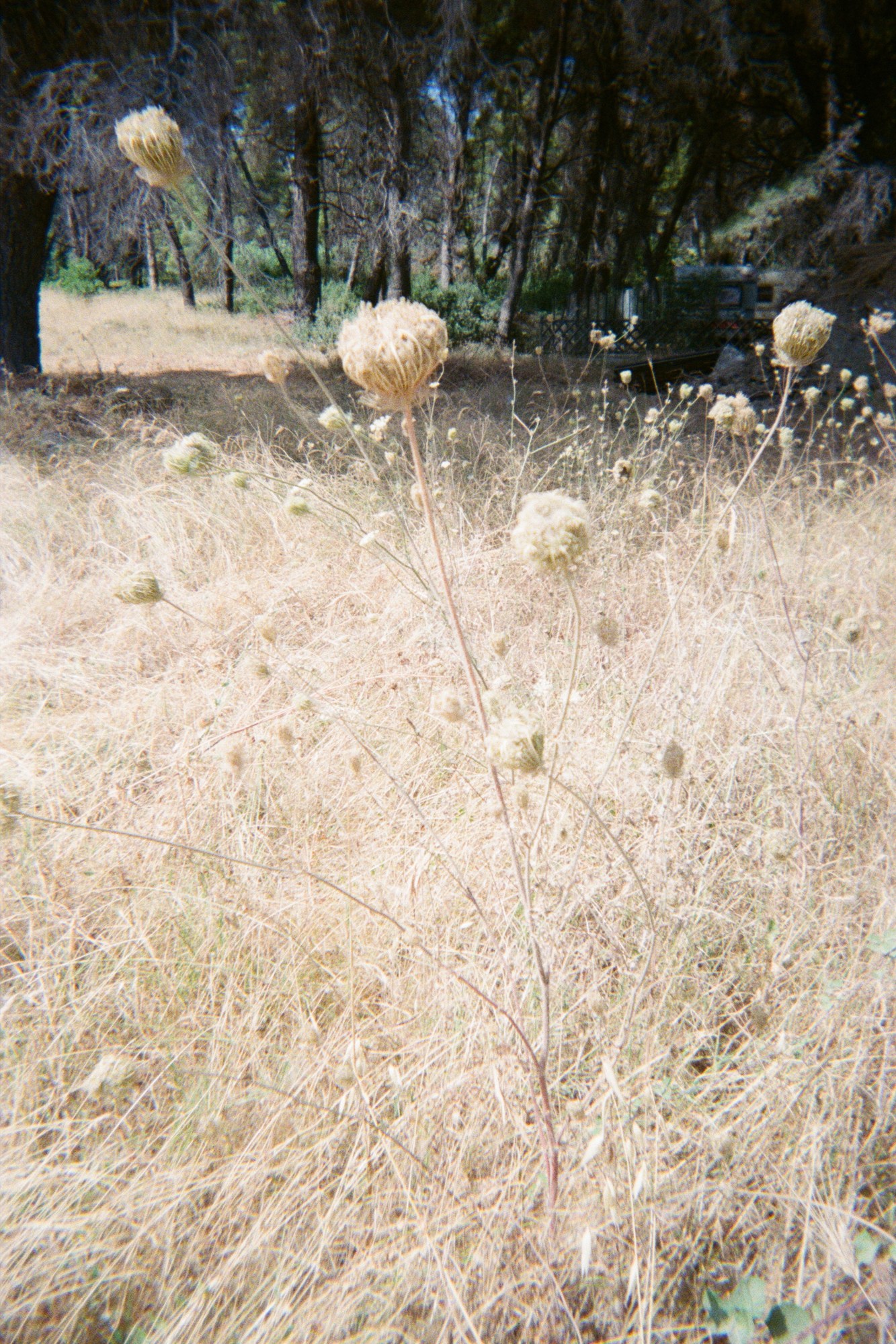 a field of dried wildflowers with a green woodland in the background