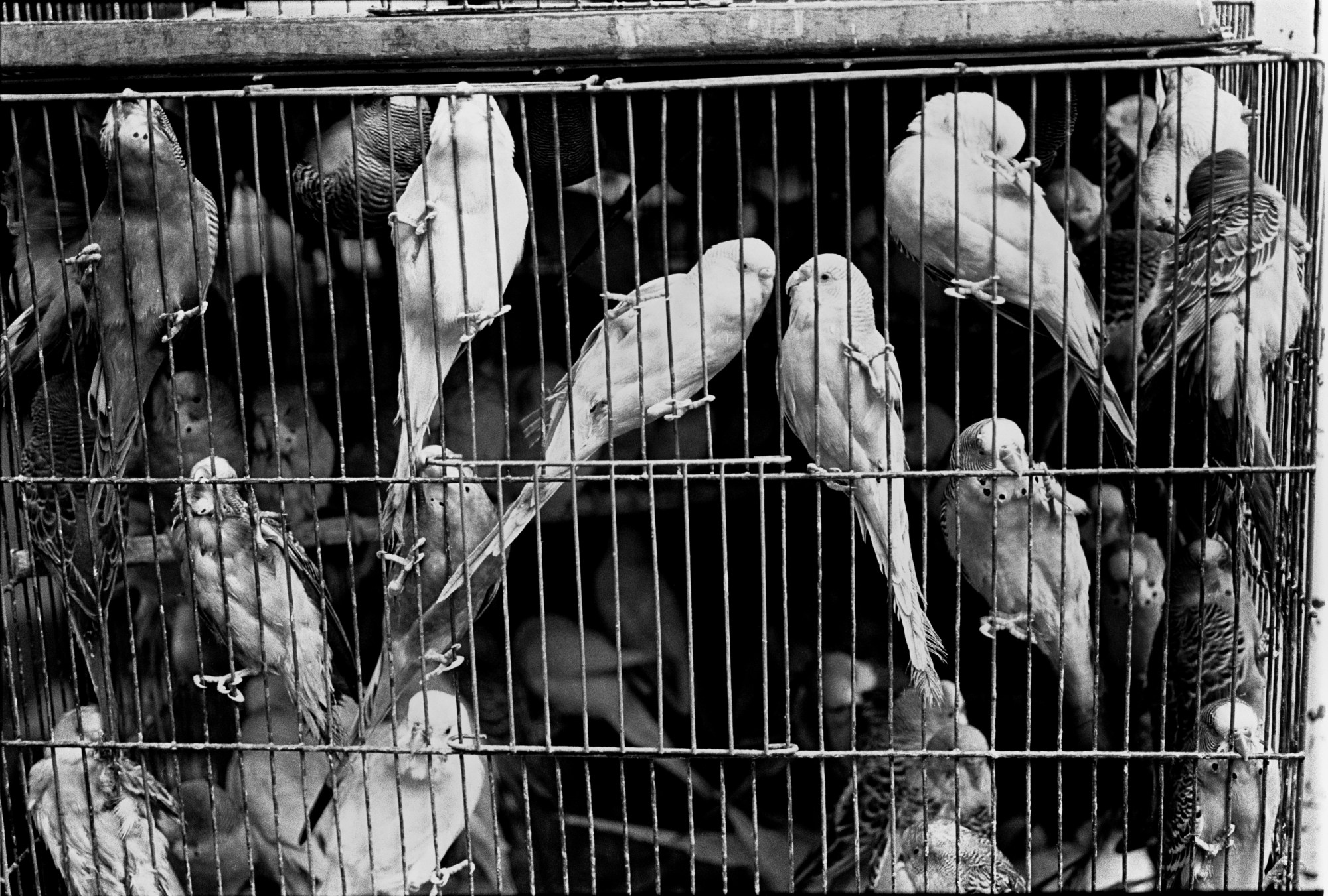 Black-and-white photograph by Joseph Rodriguez in Mexico City in the 90s of parakeets in a cage at La Merced market stall.