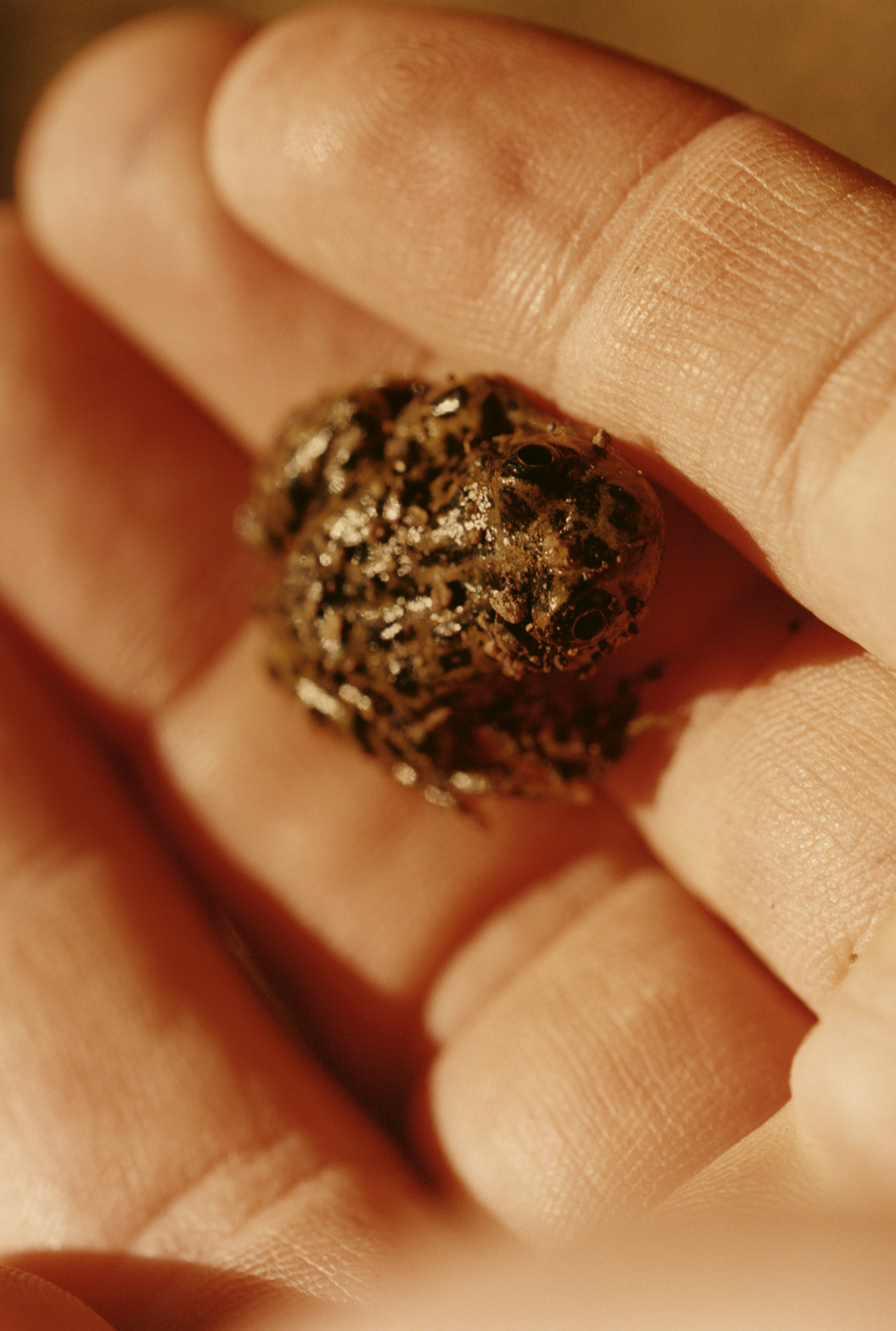 The El Rincon Stream Frog in Somuncurá plateau in Patagonia, Argentina photographed by Colin Dodgson.