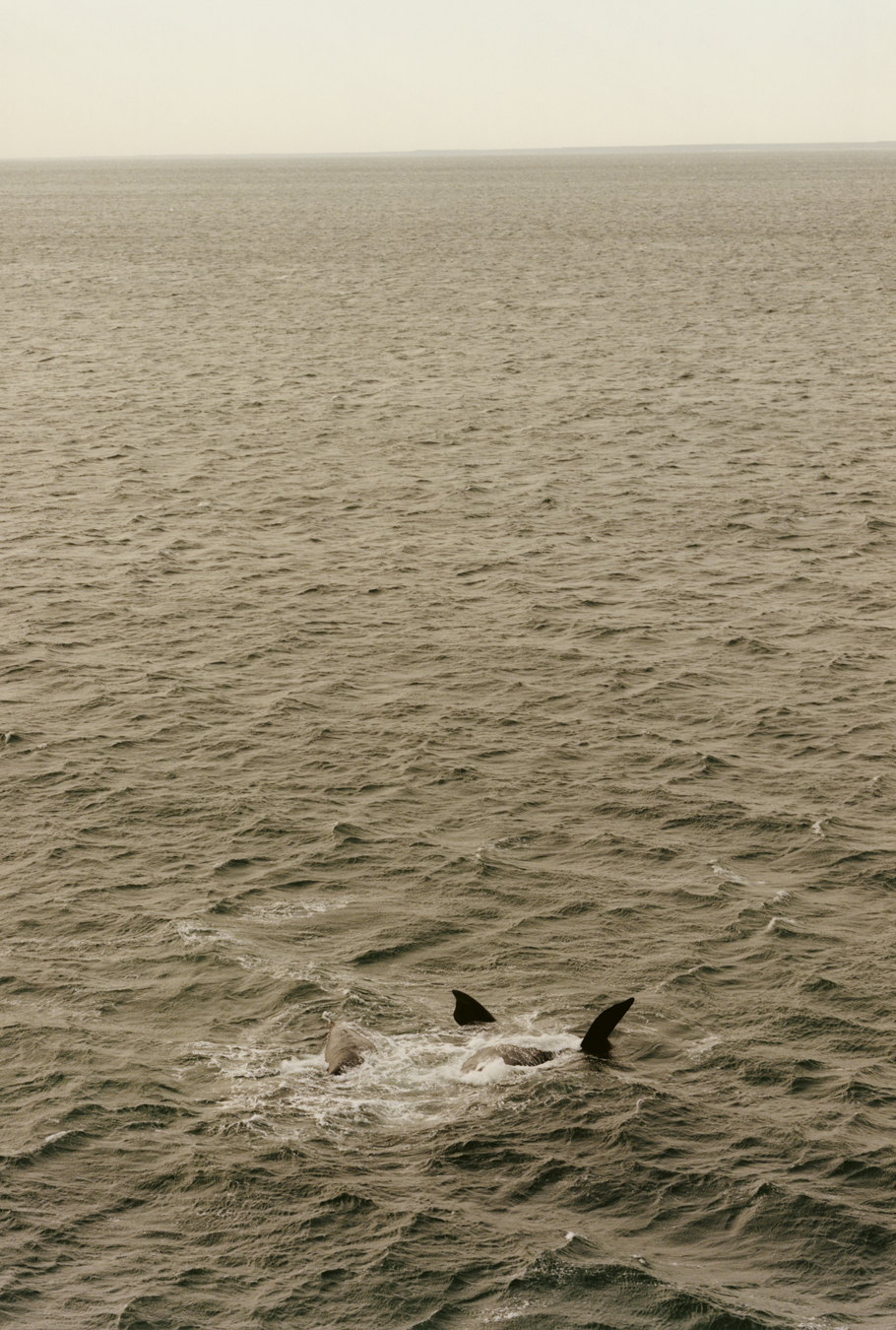 Southern right whales of Estancia la Esperanza in Patagonia, Argentina photographed by Colin Dodgson.